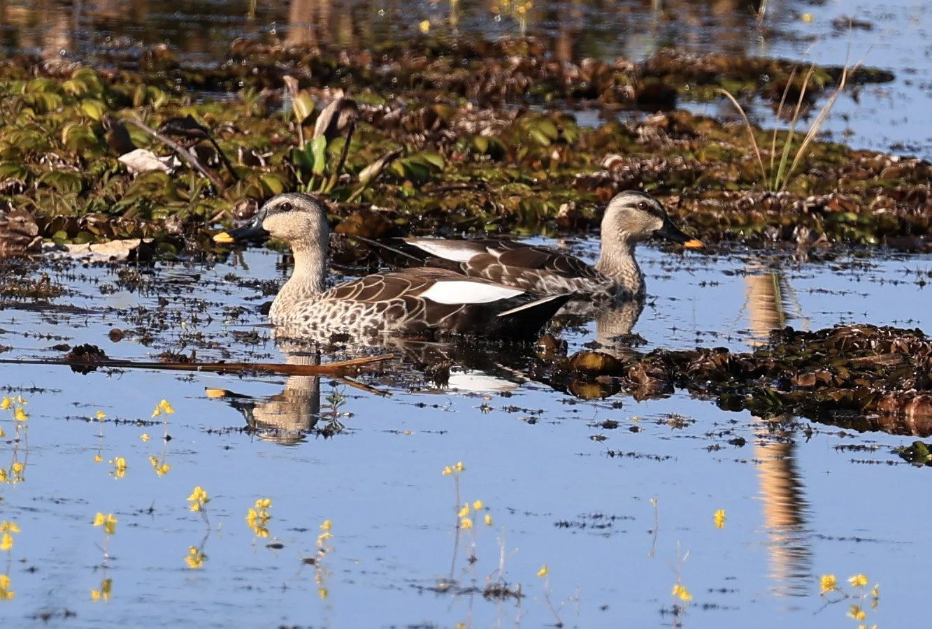 Indian Spot-billed Duck (Anas poecilorhyncha) Nong Han Lake & Wetland - Sakon Nakhon Province (2).jpg