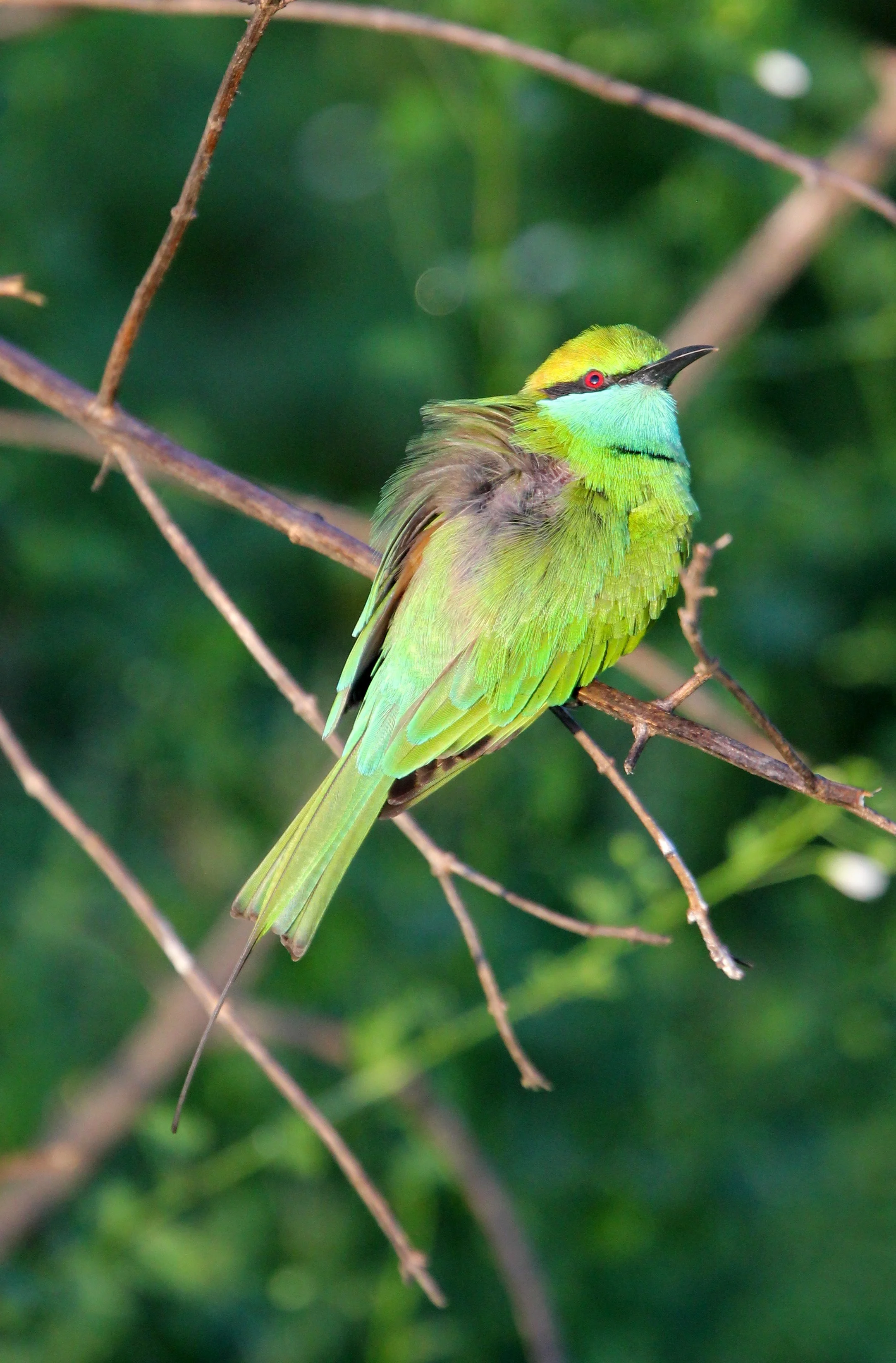 BIRD - BEE-EATER - LITTLE GREEN BEE-EATER - UDAWALAWA NATIONAL PARK SRI LANKA (11).JPG