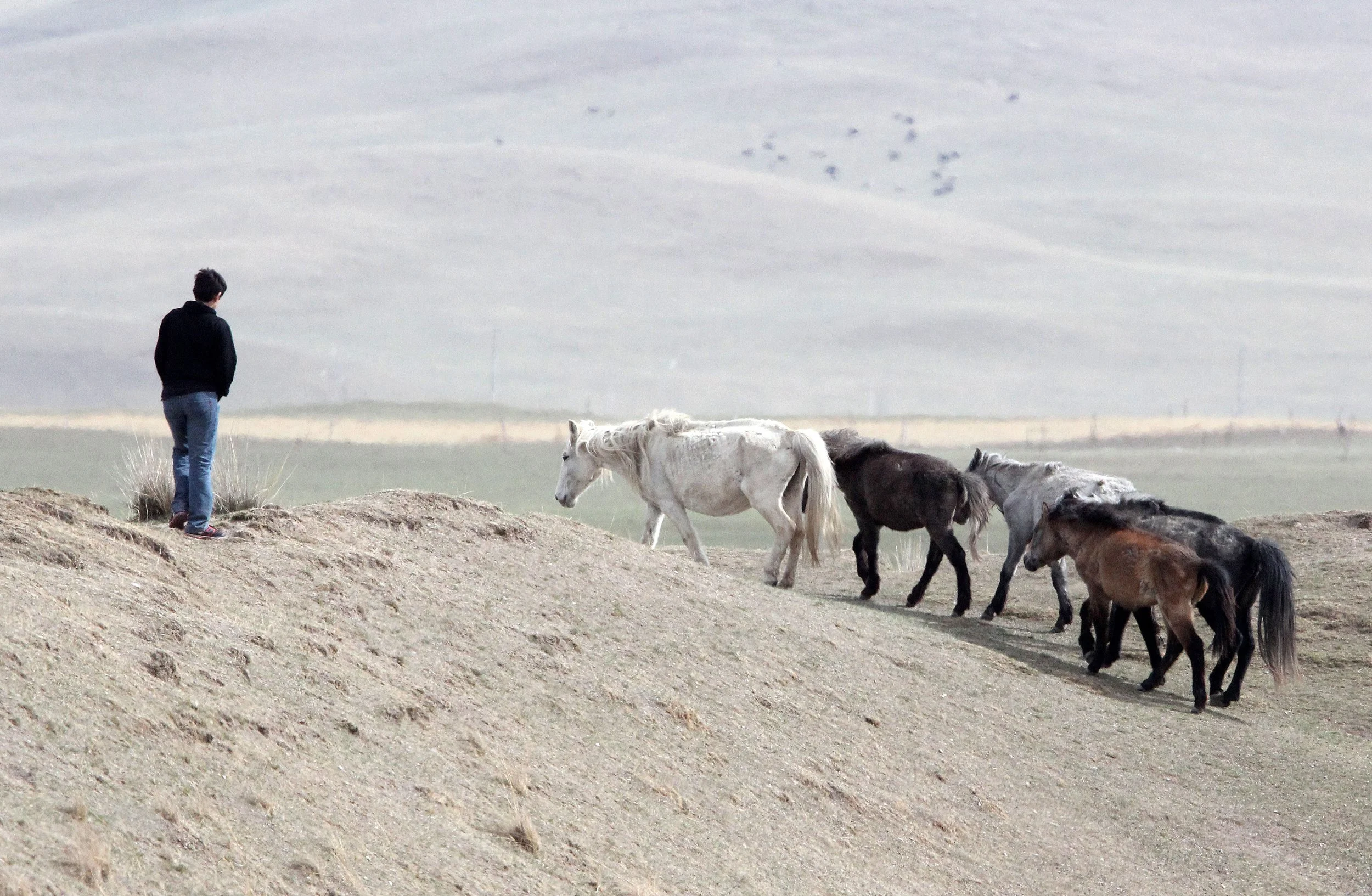 EQUID - TIBETAN HORSE - QINGHAI LAKE CHINA (4).JPG