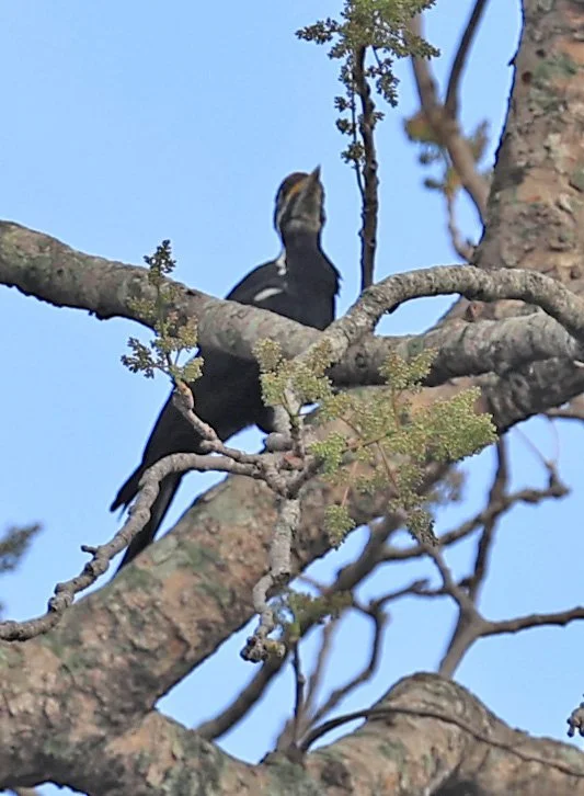 Black-bodied Woodpecker (Dryocopus schulzi) Selva Serena Natural Reserve