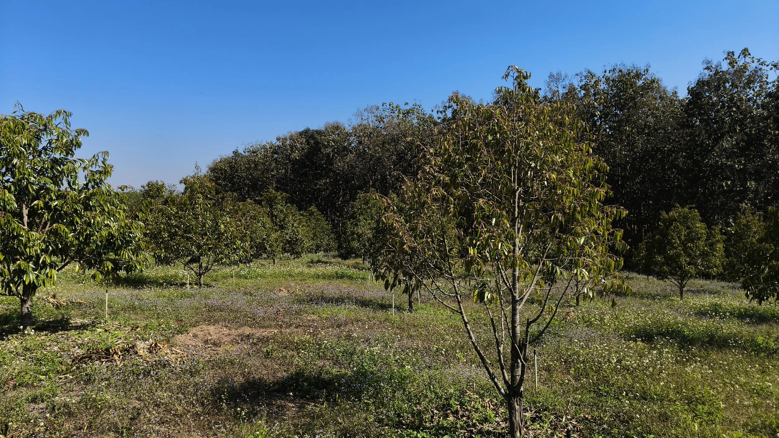 Ngao Durian Farm January 1 2026 (15).jpg
