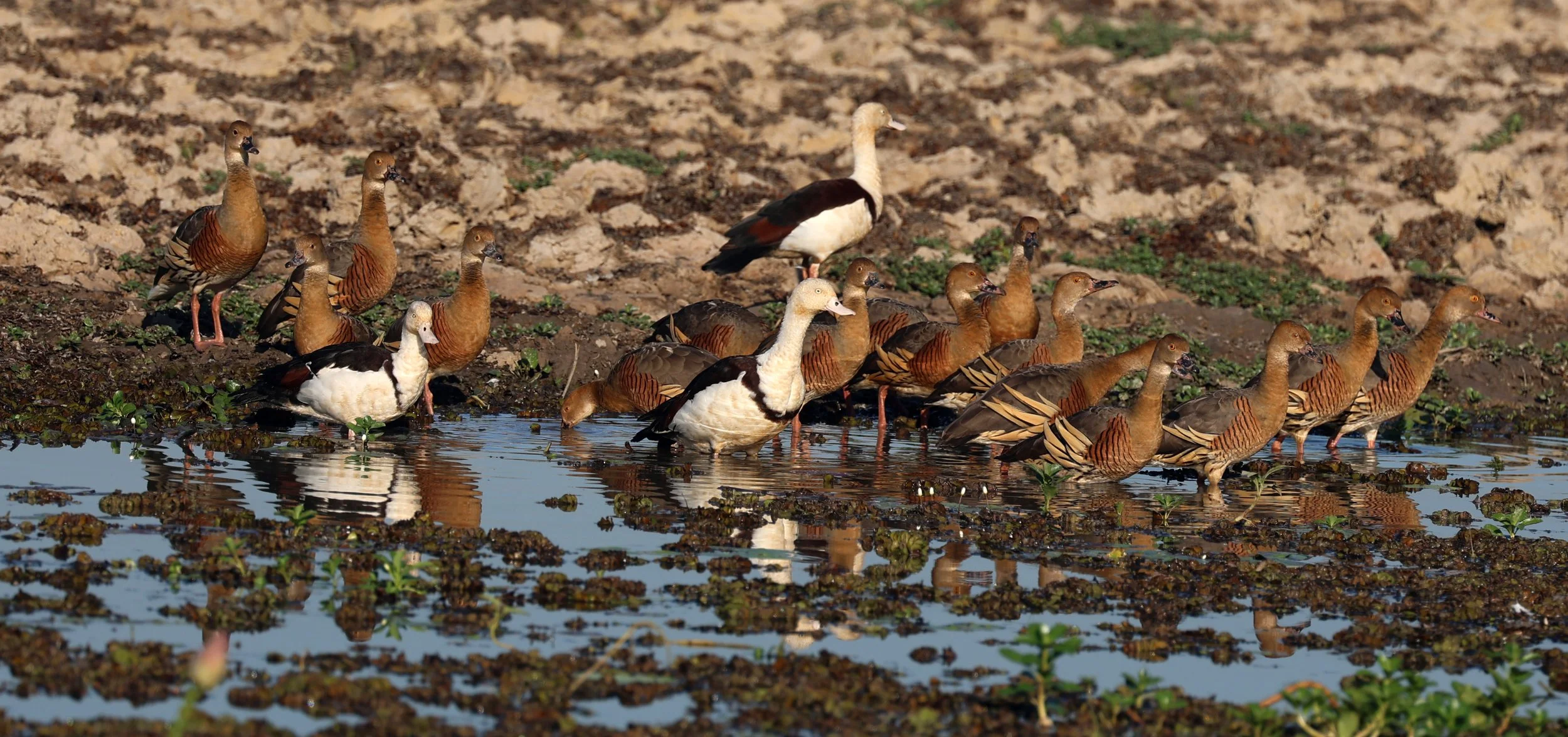 Radjah Shelduck (Tadorna radjah) & Plumed Ducks - Kakadu NP, Yellow Water Billabong - Northern Territory (10).jpg