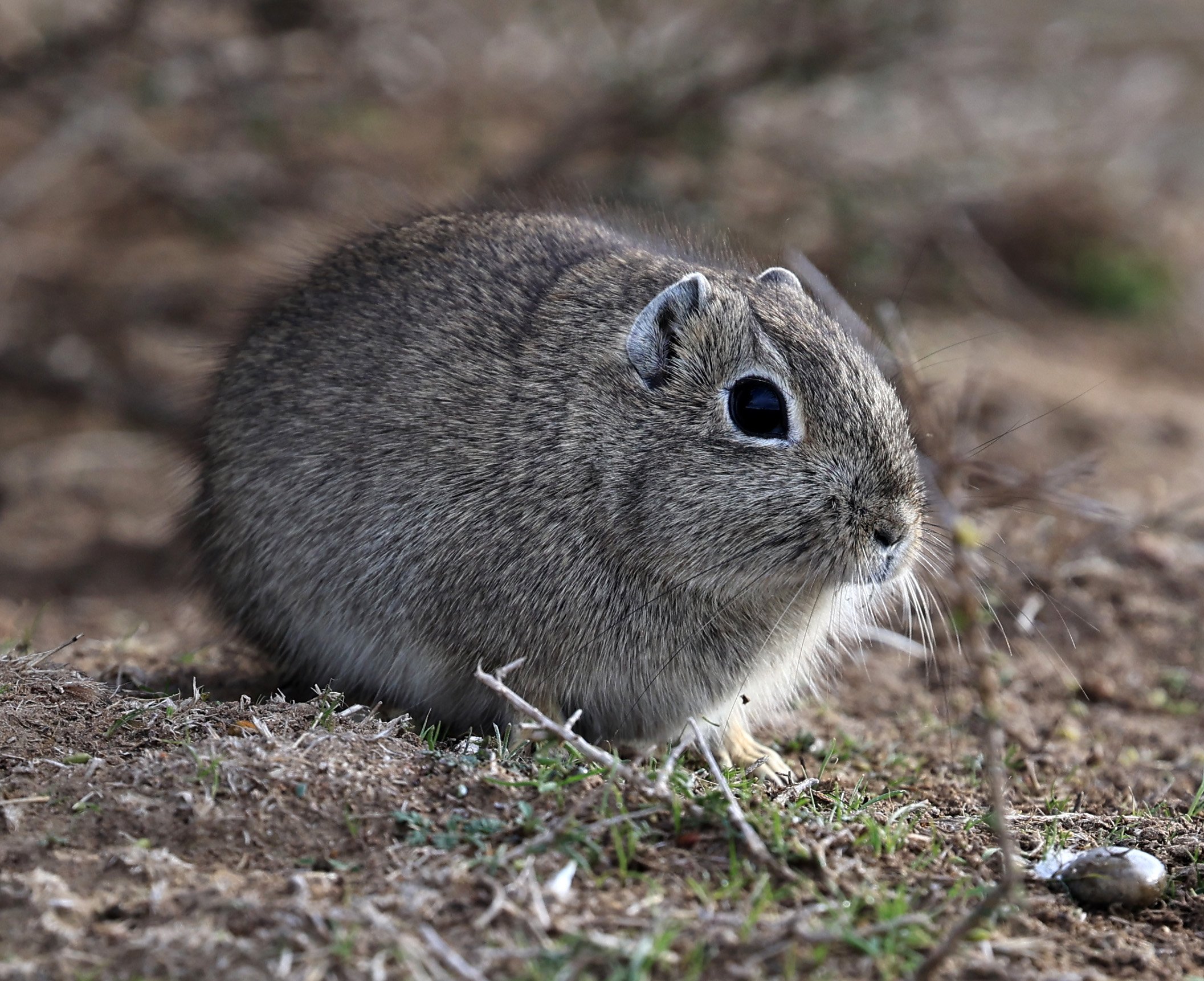Southern Mountain Cavy (Microcavia australis) Valdes Peninsula, Chubut Province, Argentina Day 2 (1 (79).jpg