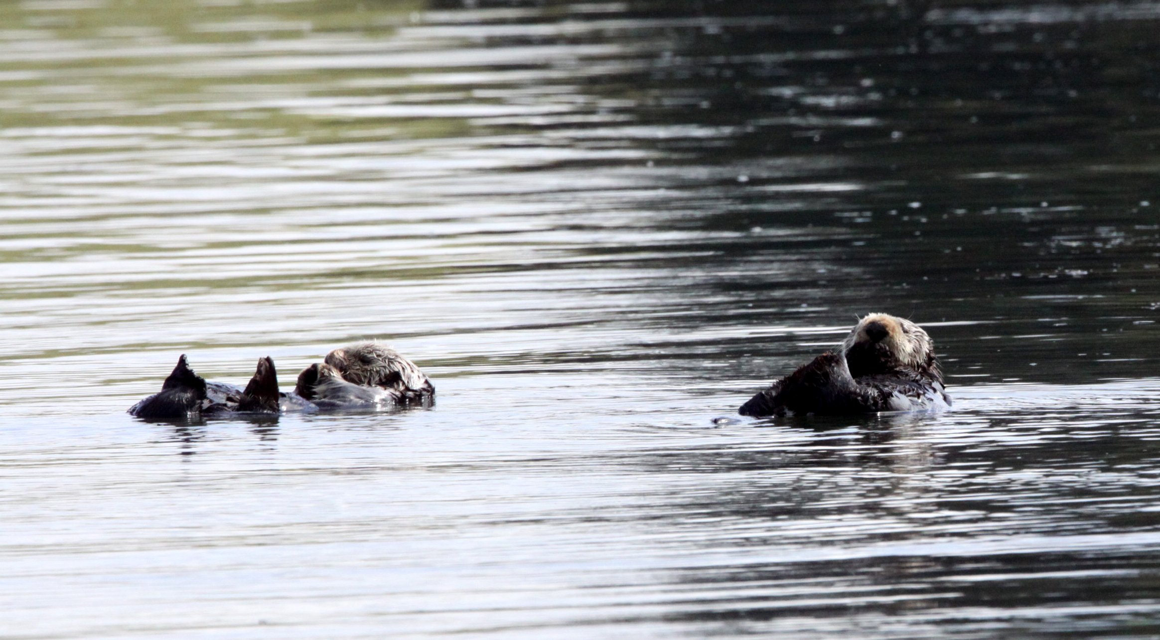 Enhydra lutris nereis - CALIFORNIA SEA OTTER - ELKHORN SLOUGH  WILDLIFE REFUGE CALIFORNIA (23).JPG