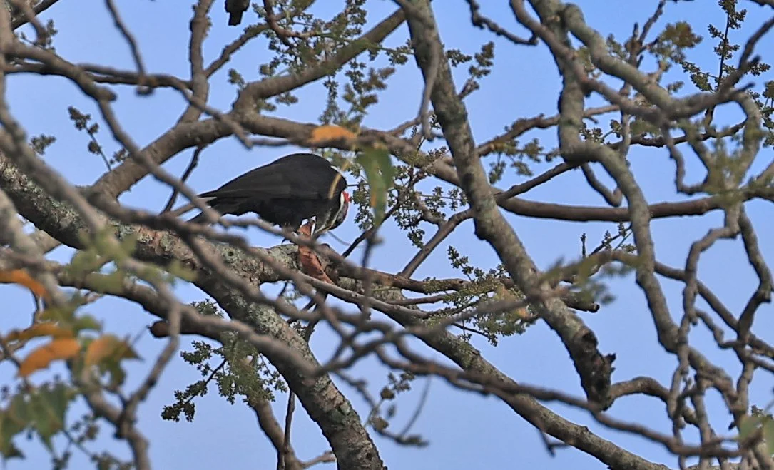 Black-bodied Woodpecker (Dryocopus schulzi) Selva Serena Natural Reserve (3).jpg