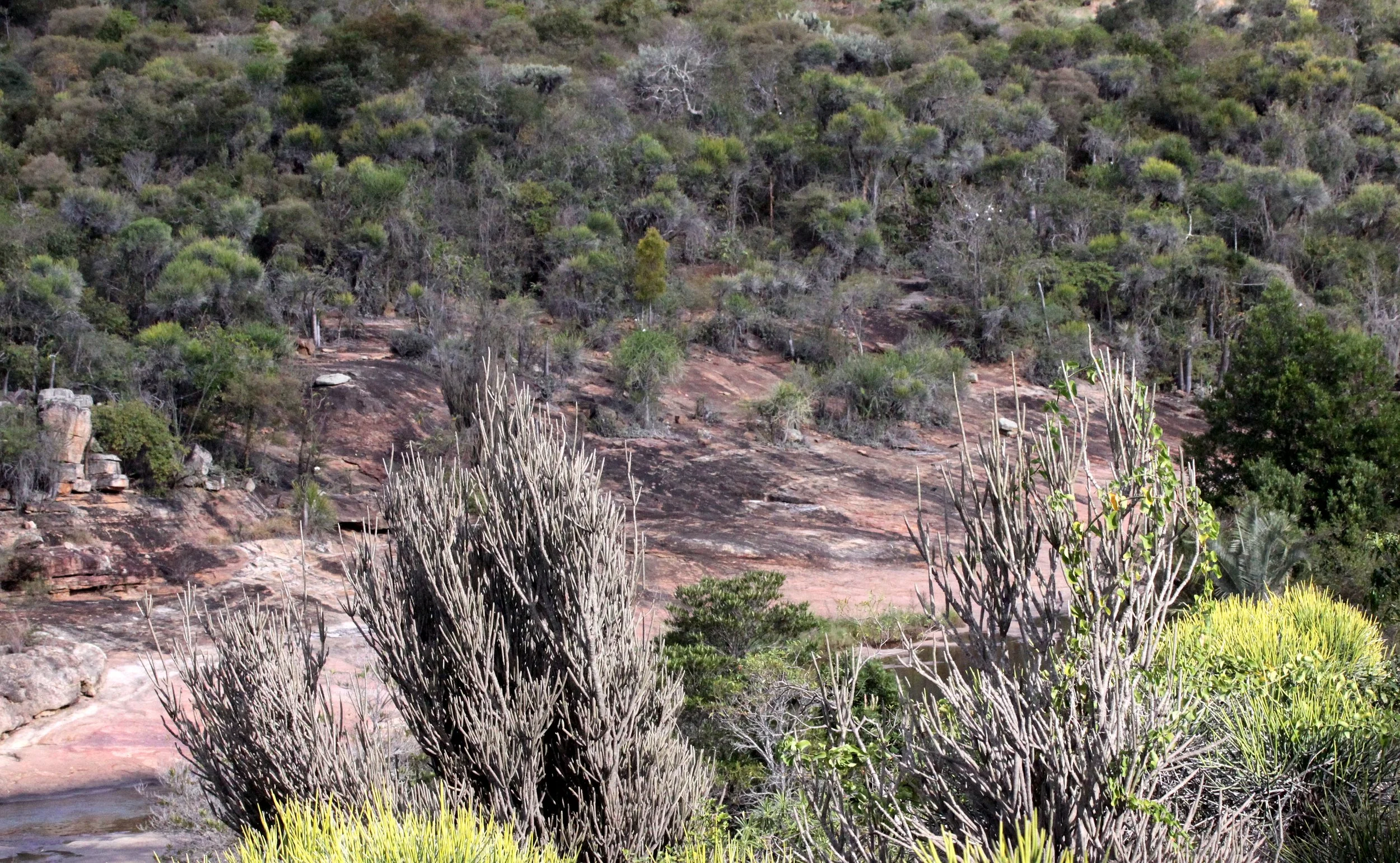 ANDOHAHELA NATIONAL PARK MADAGASCAR - XEROPHYTIC PLANT COMMUNITY.JPG