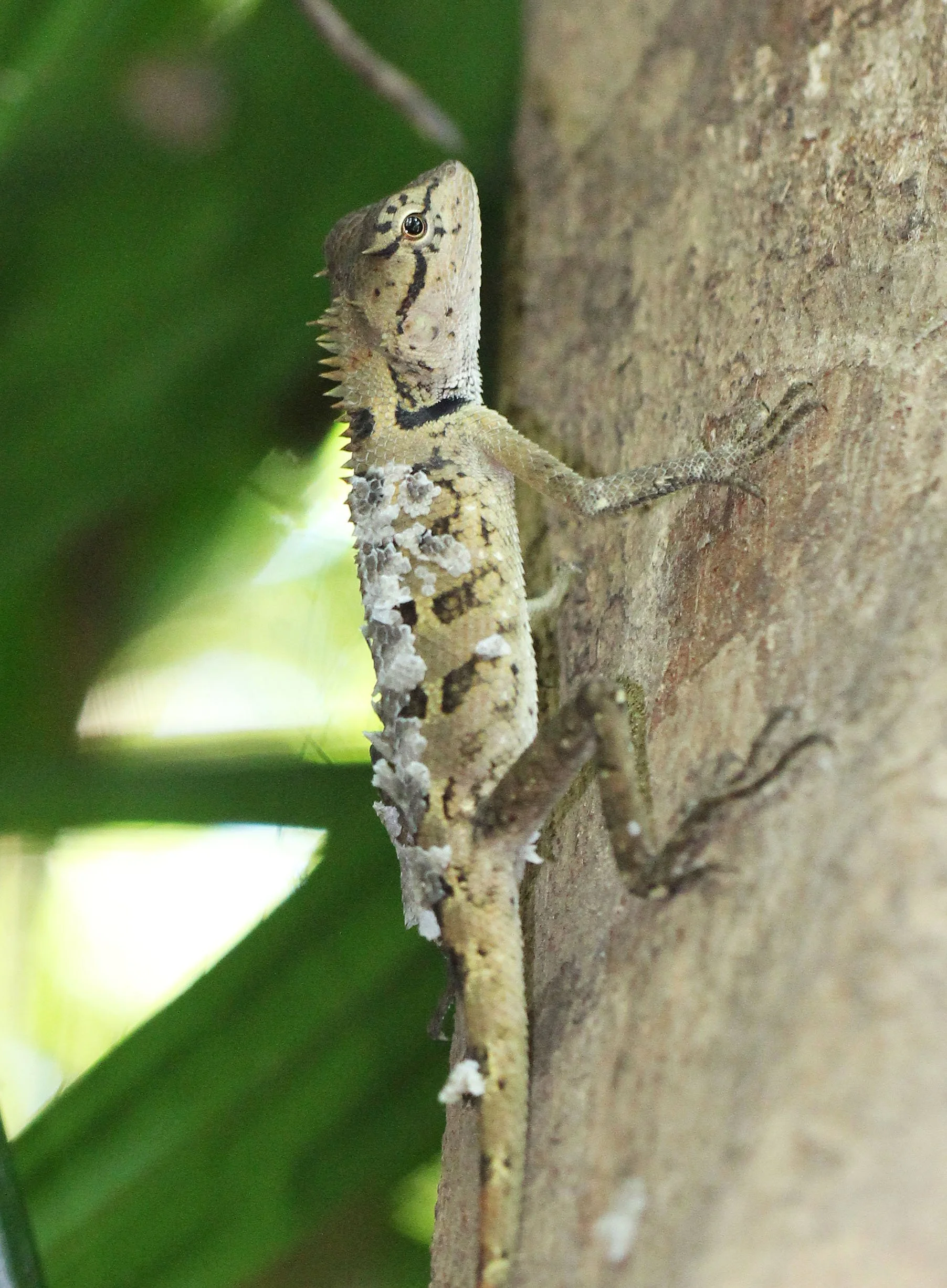 2015 Koh Lanta Build and Fun (143).JPG