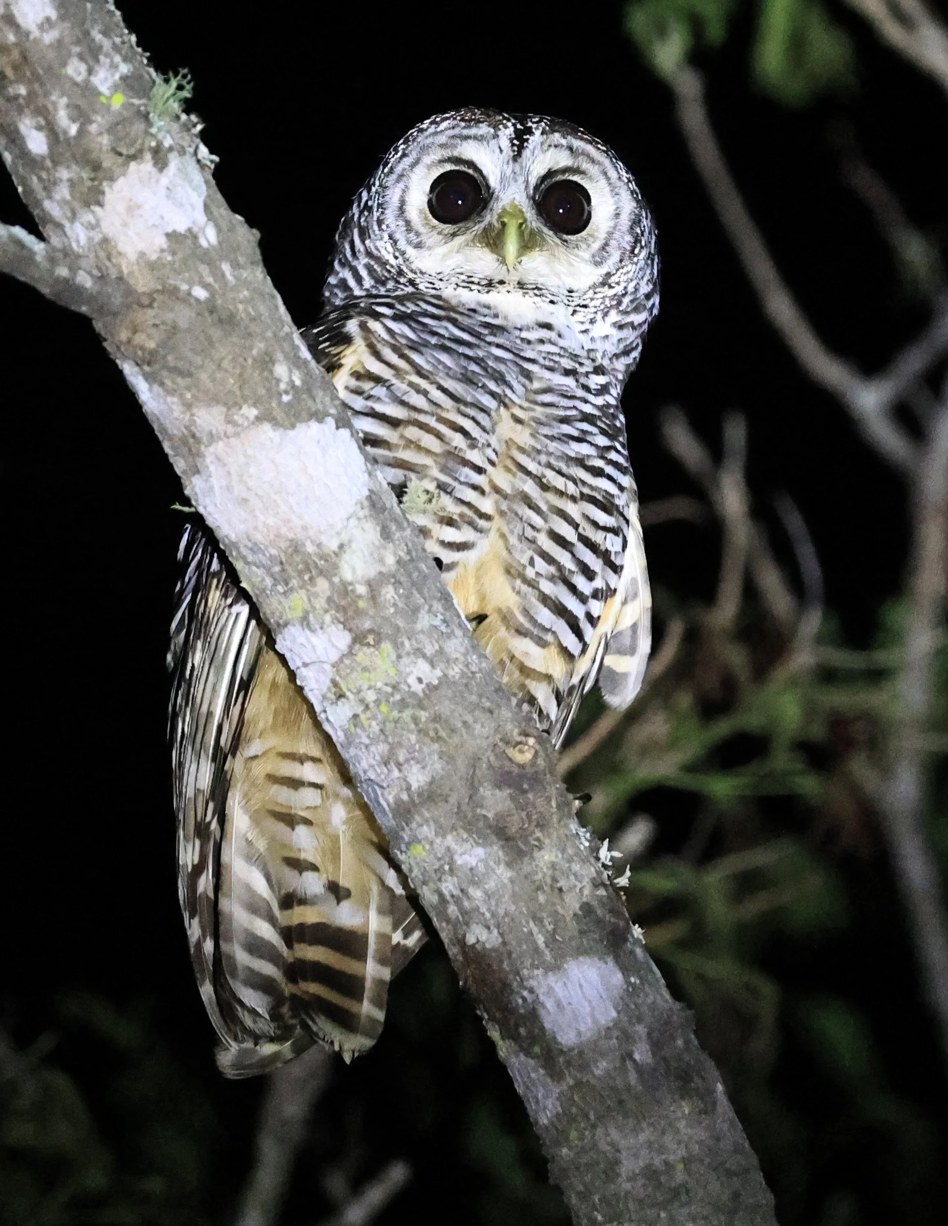 Chaco Owl (Strix chacoensis) Reserva Nueland  Selva Serena (37).jpg