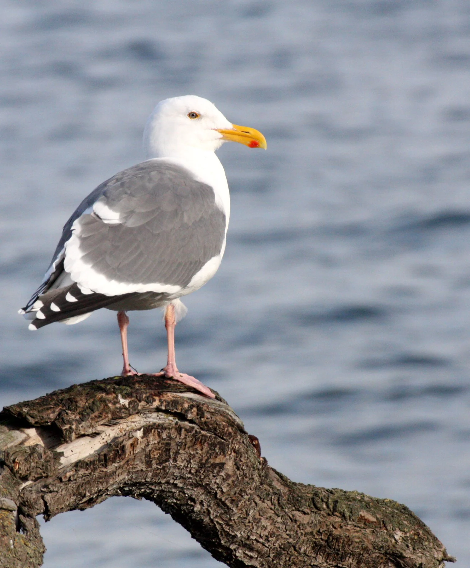 BIRD - GULL - OLYMPIC DOVE - JAMESTOWN WA (2).JPG