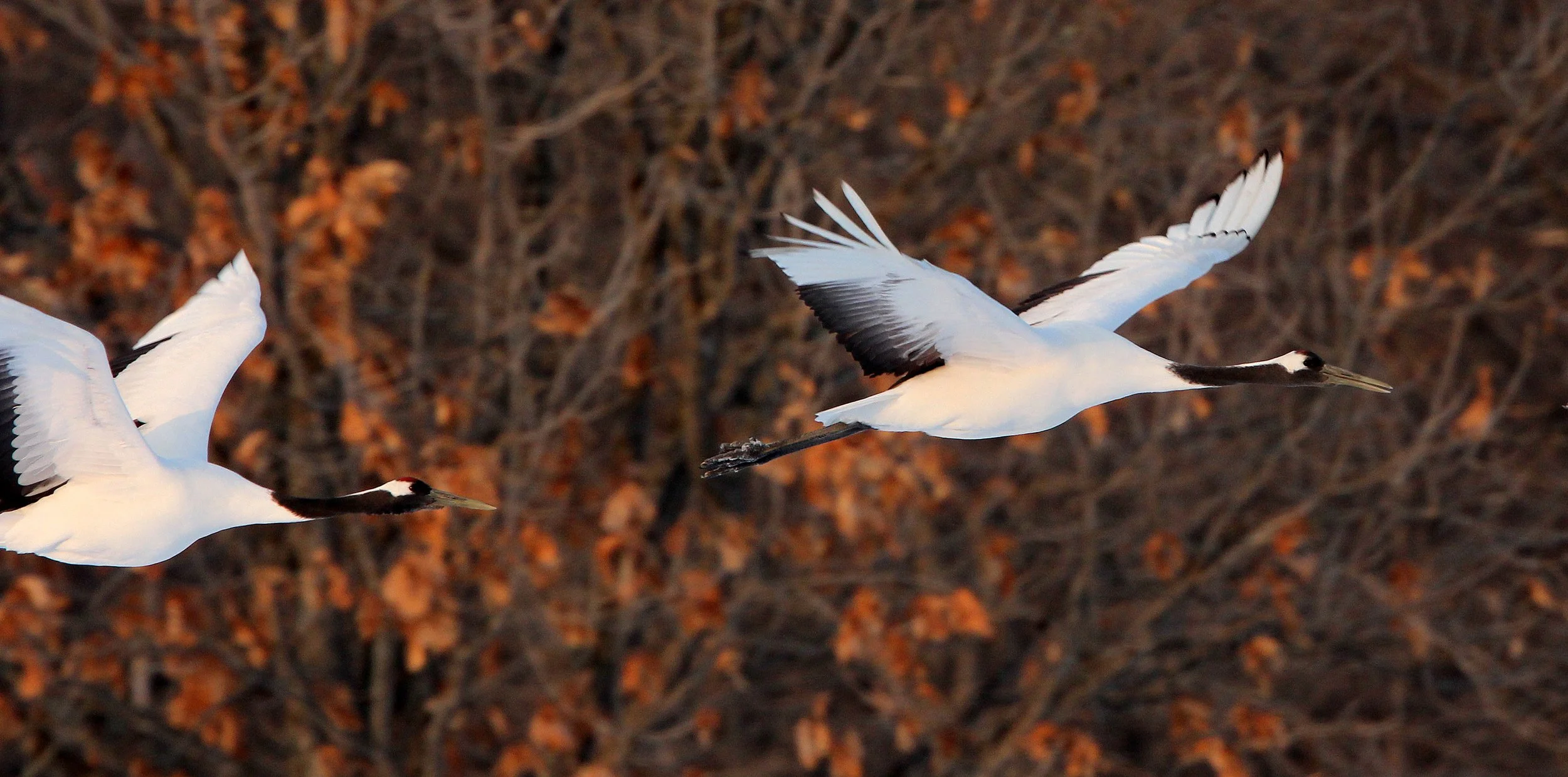 BIRD - CRANE - JAPANESE RED-CROWN CRANE - TSURUI CRANE CENTER - HOKKAIDO JAPAN (232).JPG