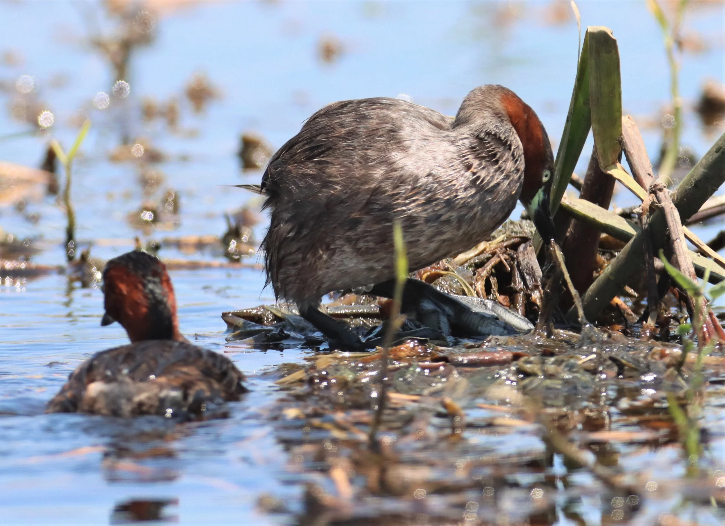 Little Grebe (Tachybaptus ruficollis) Bang Khaem Wetlands Nakhon Pathom Thailand (6).jpg