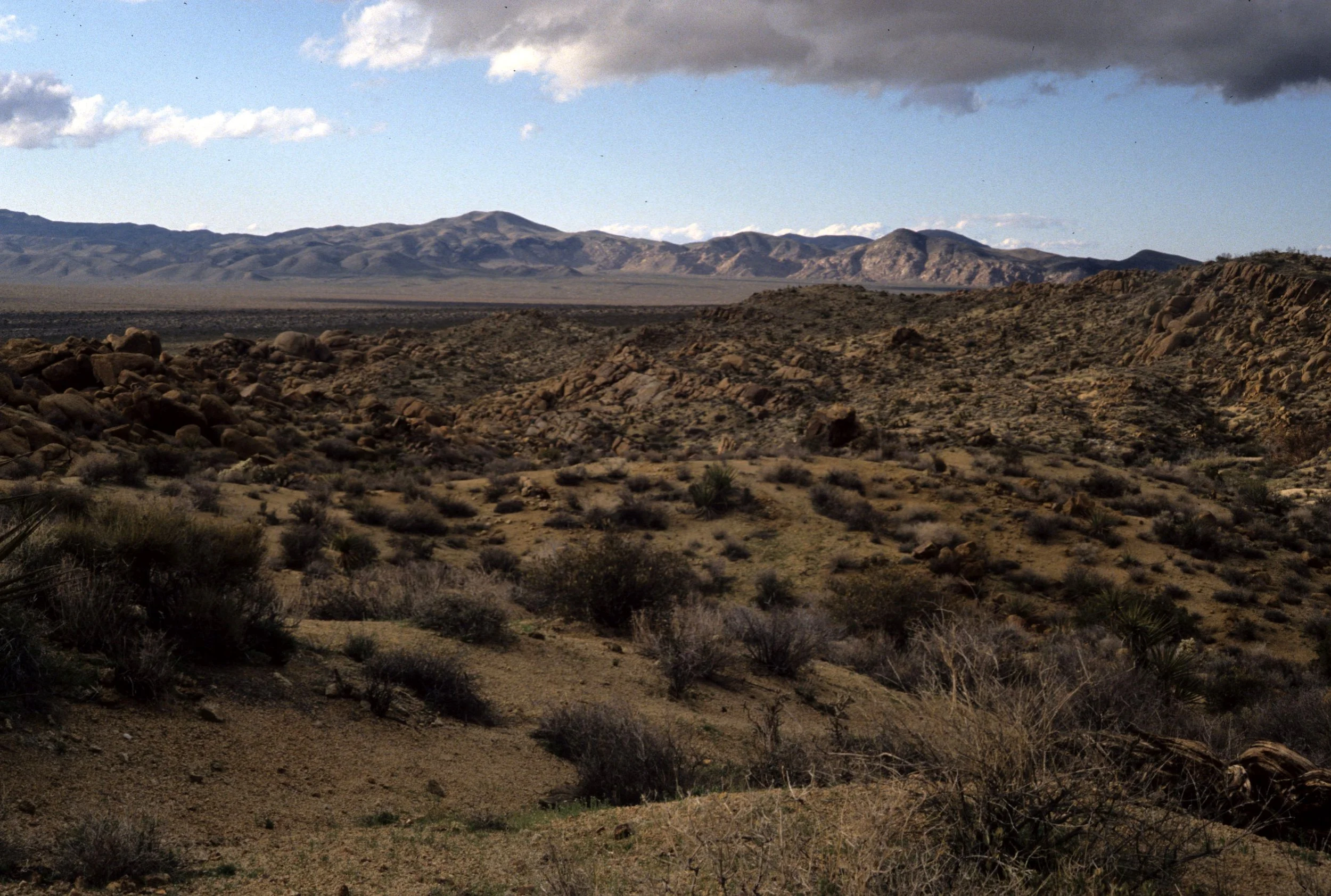 JOSHUA TREE - DESERT VISTA.jpg