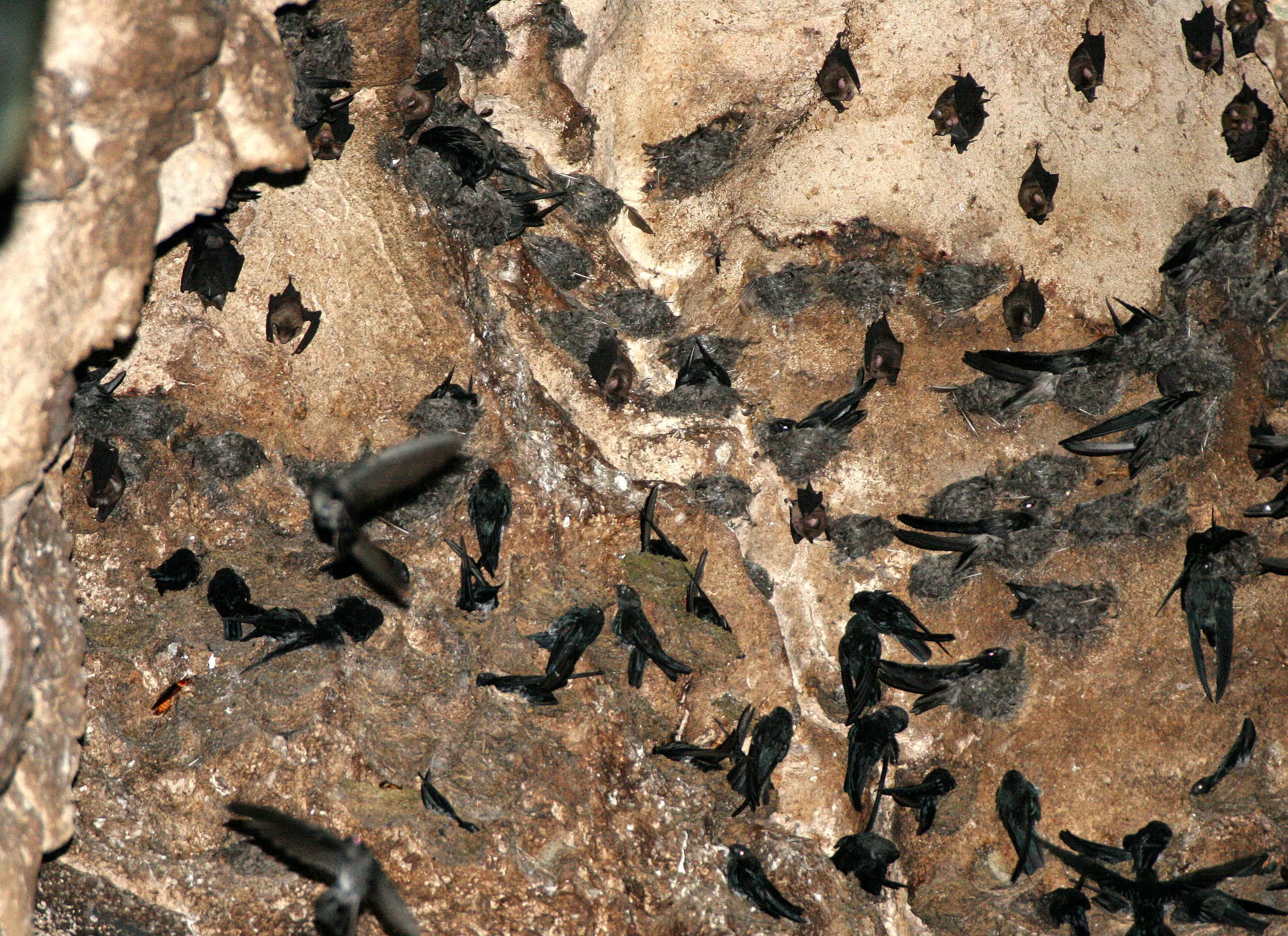 White-nest Swiftlet (Aerodramus fuciphagus) Gamontong Cave Borneo (1).JPG