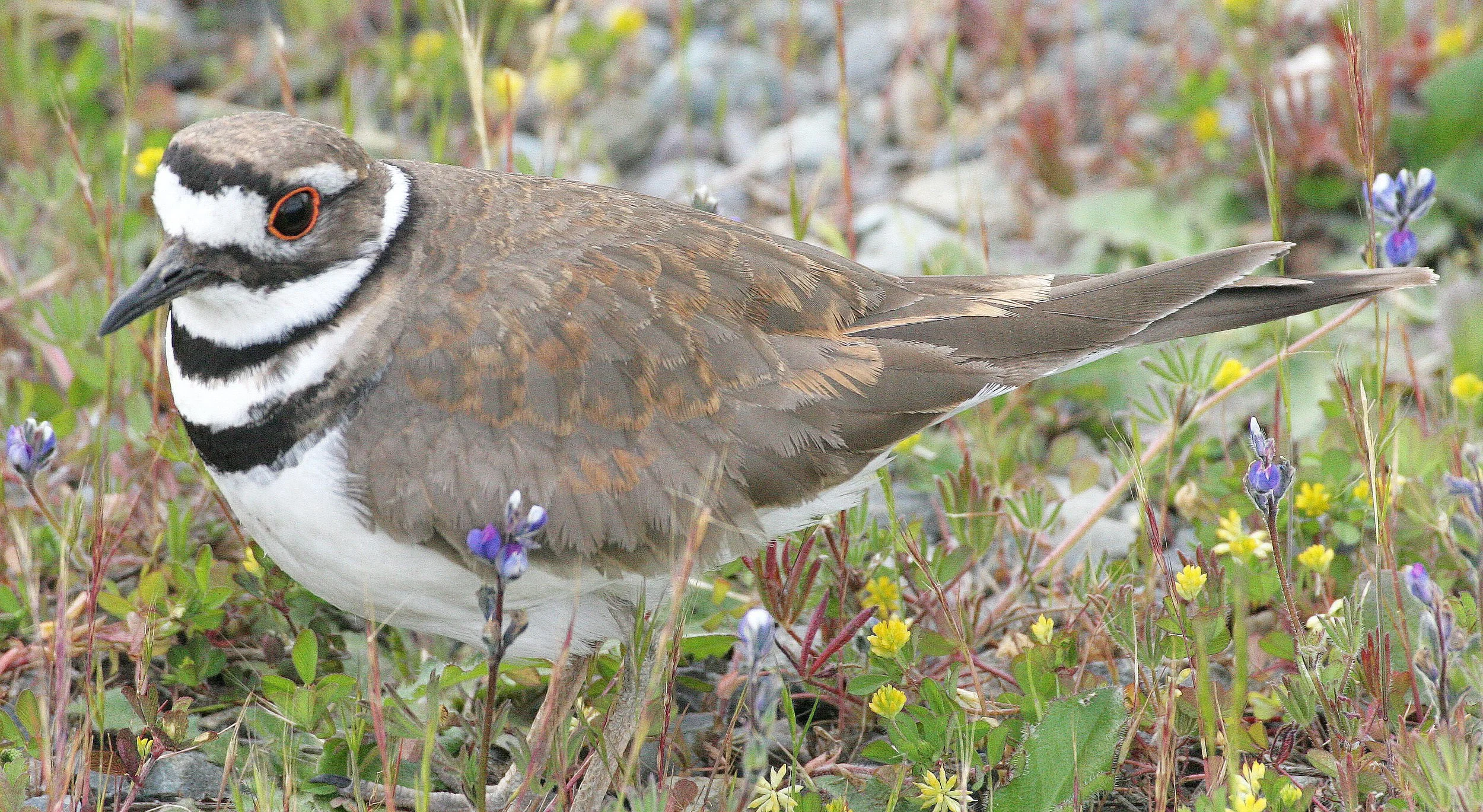 BIRD - KILLDEER - SEQUIM WA (15).JPG