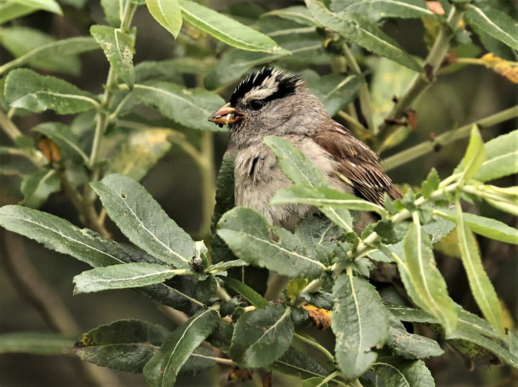 White-crowned Sparrow (Zonotrichia leucophrys) Humboldt Bat NWR California (2).jpg