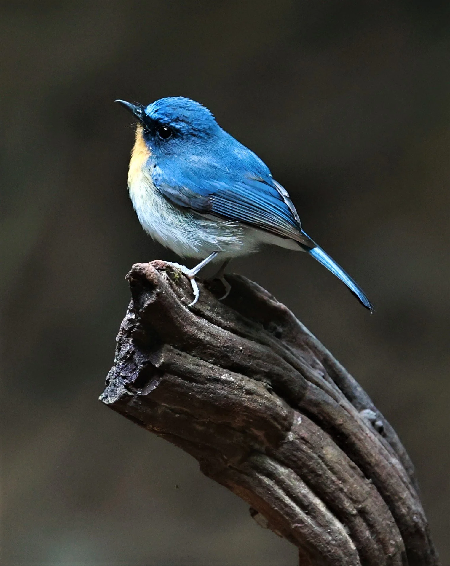 FLYCATCHER - CHINESE BLUE FLYCATCHER - Cyornis glaucicomans - KAENG KRACHAN NATIONAL PARK VICINITY, JAN 16-20, 2023 (10).jpg