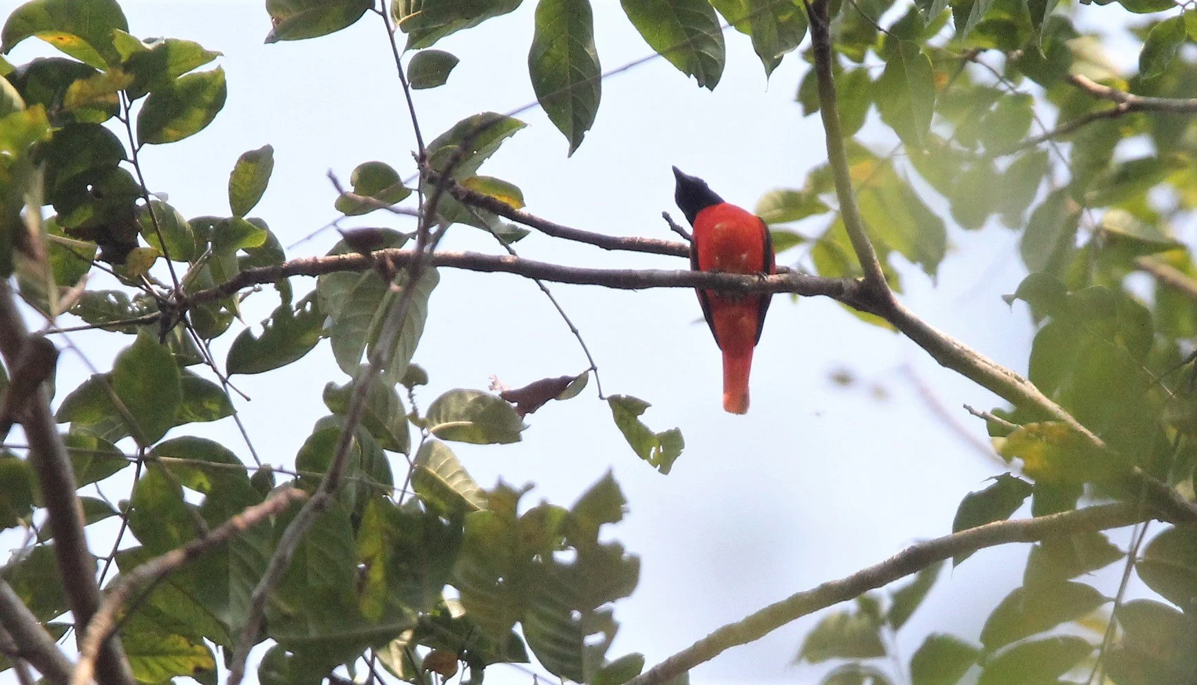 Scarlet Minivet (Pericrocotus speciosus) Kaeng Krachan NP Thailand (9).jpg