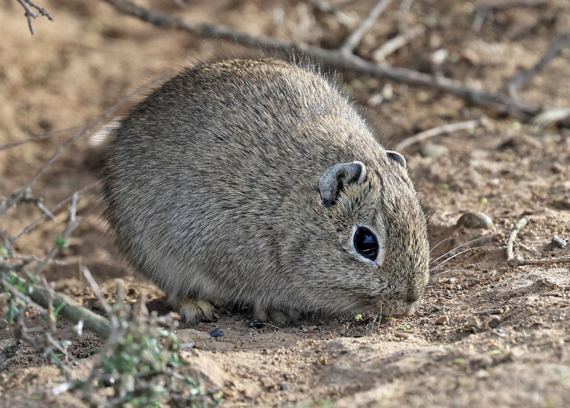 Southern Mountain Cavy (Microcavia australis) Valdes Peninsula, Chubut Province, Argentina Day 2 (1 (58).jpg