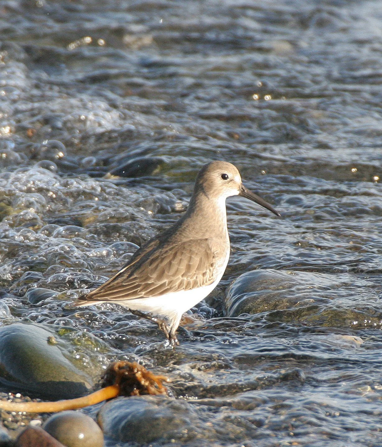 BIRD - DUNLIN - PA HARBOR (9).jpg