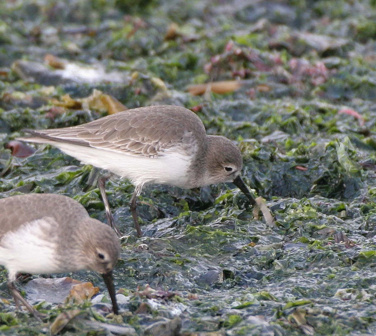 BIRD - DUNLINS - THREE CRABS (15).jpg