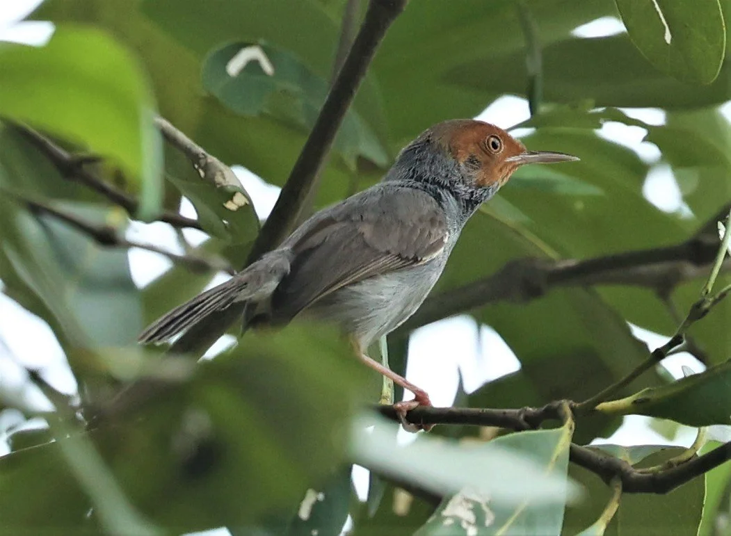 TAILORBIRD - ASHY TAILORBIRD - Orthotomus ruficeps - SOUTHERN NARATHIWAT PROVINCE  (6).jpg