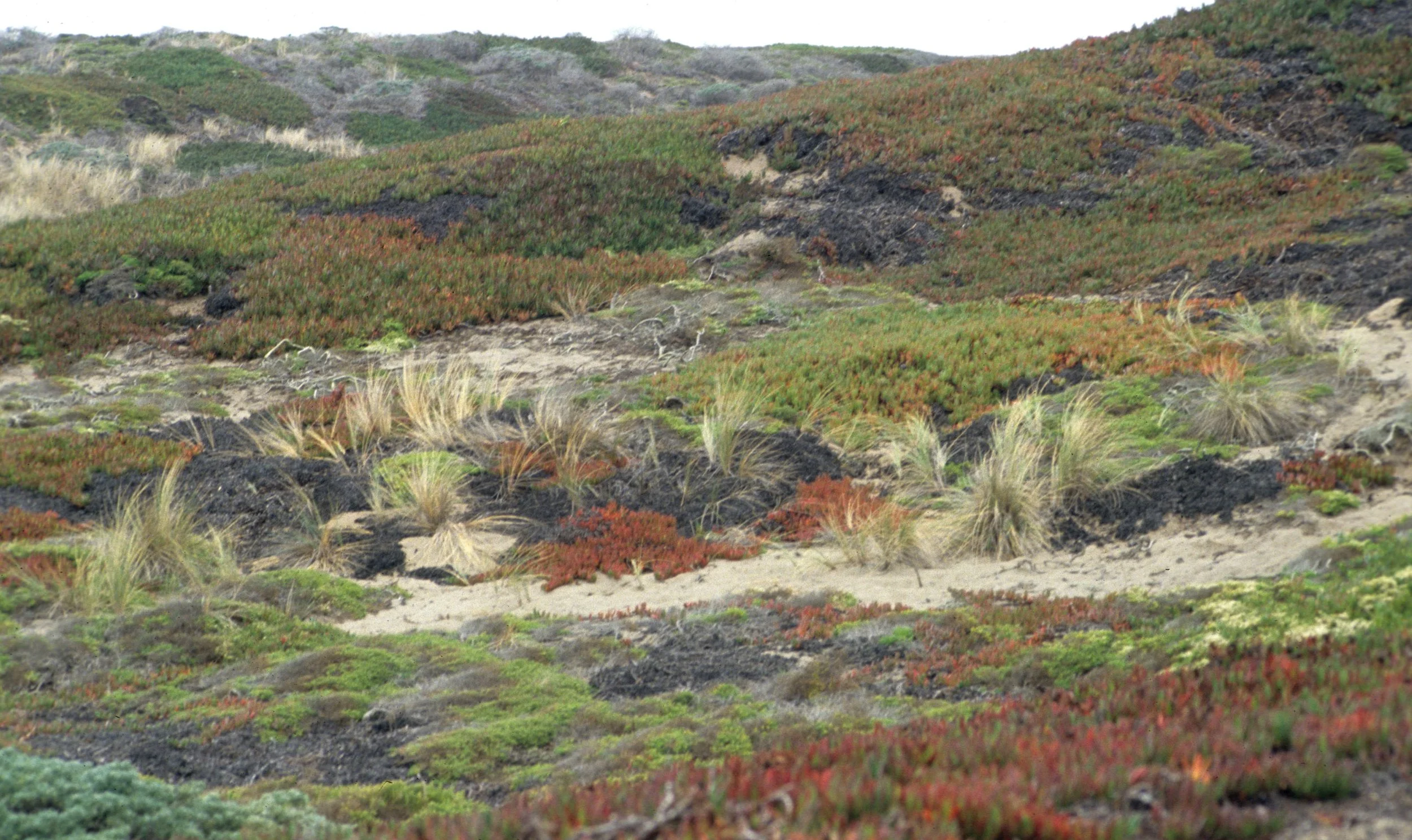 CALIFORNIA - POINT REYES - DUNE COMMUNITY WITH INVASIVE ICE PLANT AND CARPOBATUS EDULIS.jpg