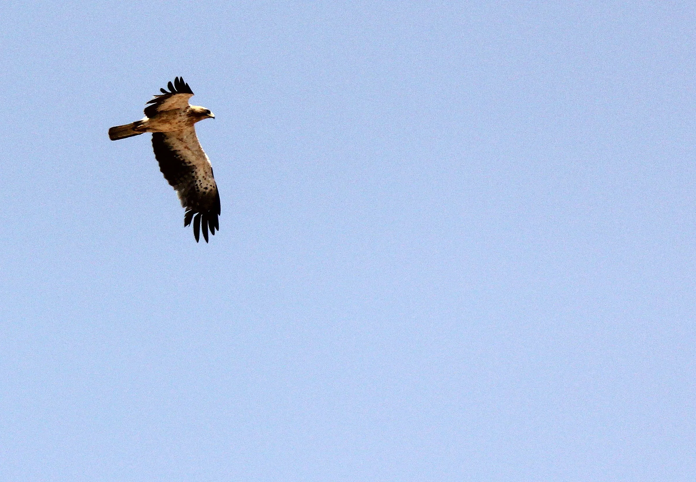 Hieraaetus pennatus - BOOTED EAGLE - NEAR GAFSA TUNISIA (14).JPG