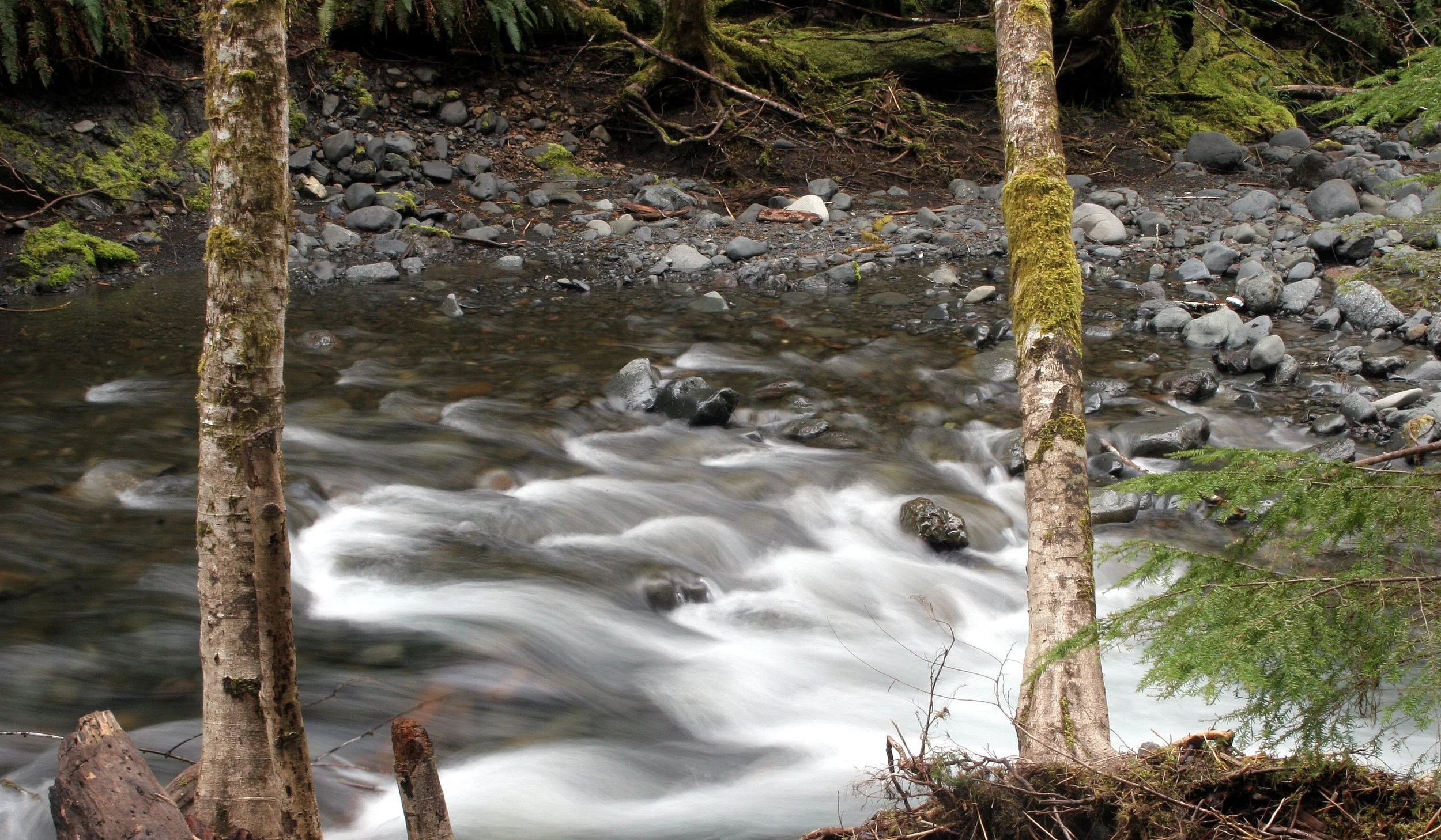 BARNES CREEK AND SURROUNDING FOREST (32).JPG