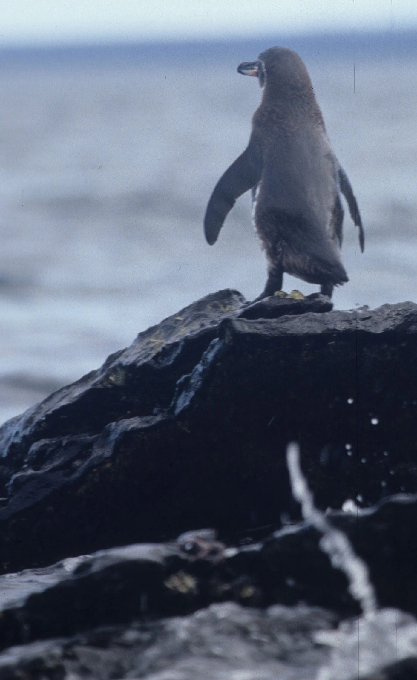 Galapagos Penguin (Spheniscus mendiculus) Galapagos Islands Ecuador (1).jpg