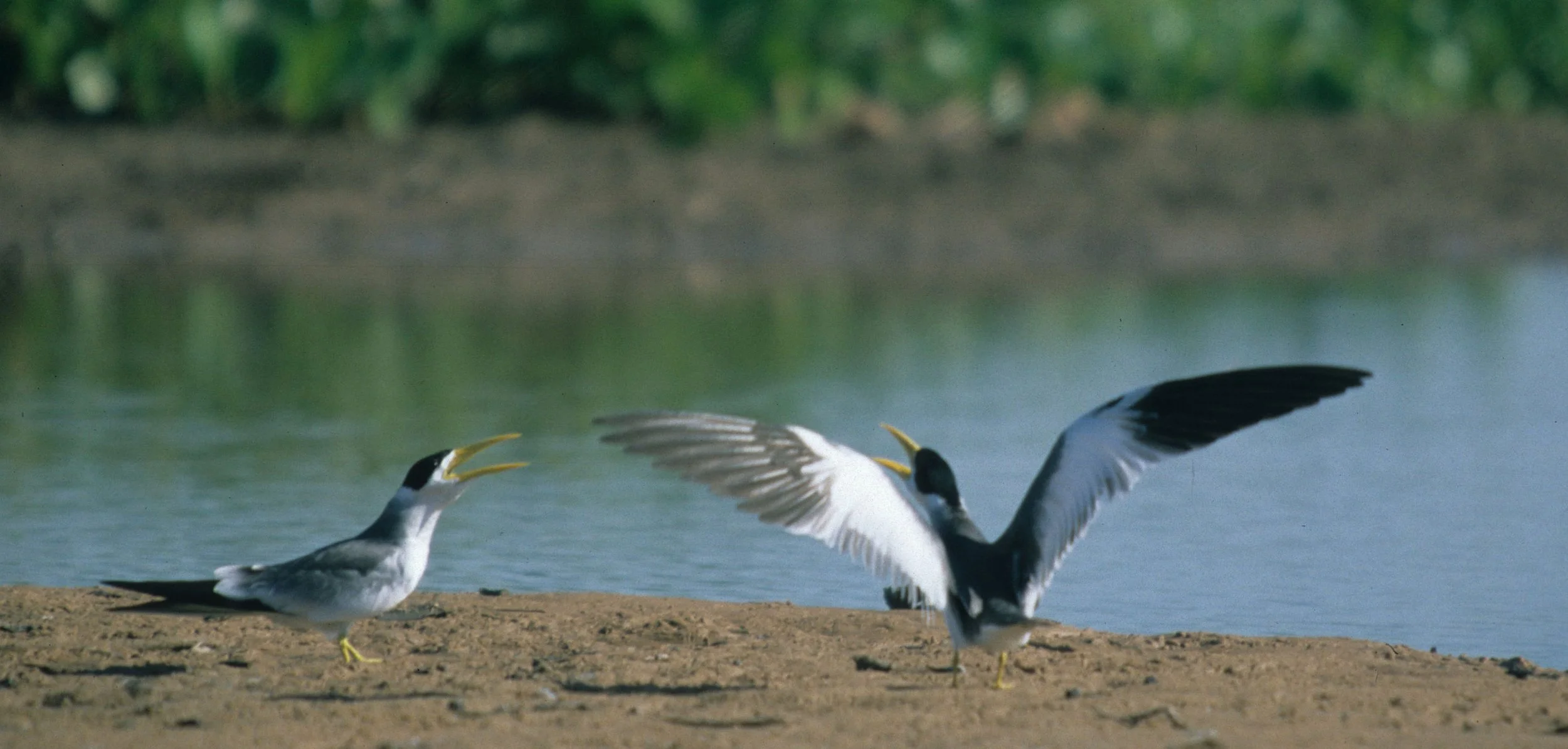 BIRD - TERN - LARGE BILLED - PANTANAL.jpg