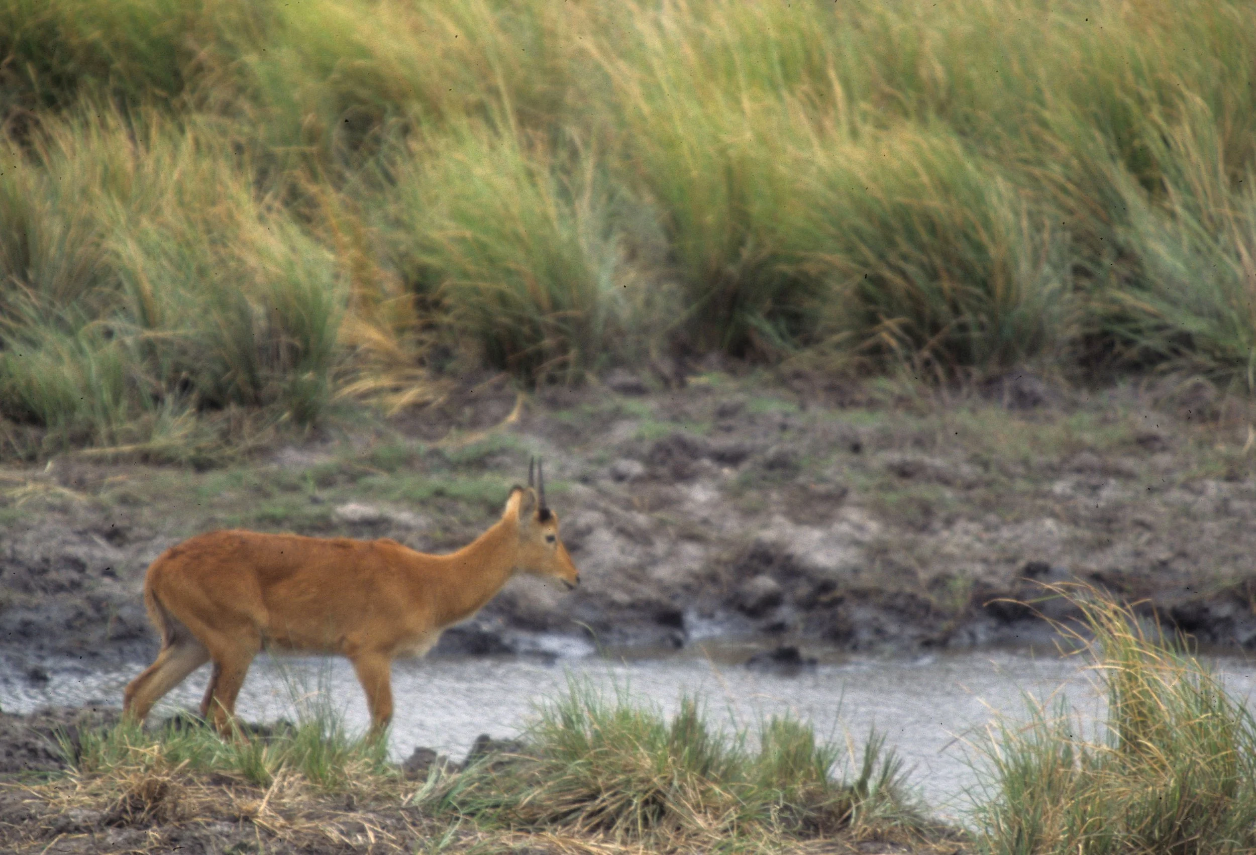 BOVID - ORIBI - UGANDA QE NP (9).jpg