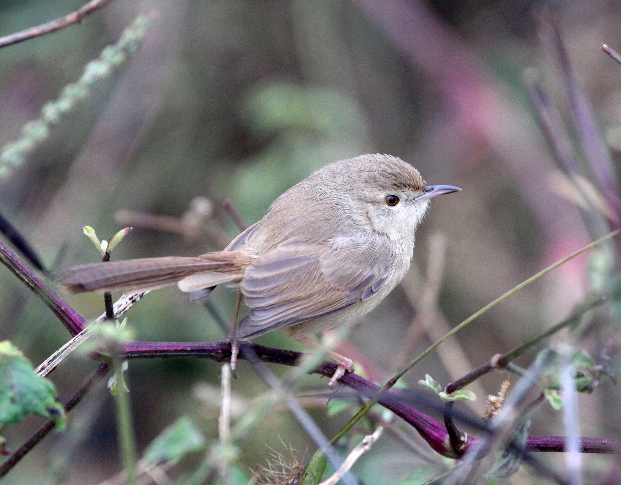 Grey-breasted Prinia - Prinia hodgsonii - Nong Ya Plong, Petchaburi Thailand