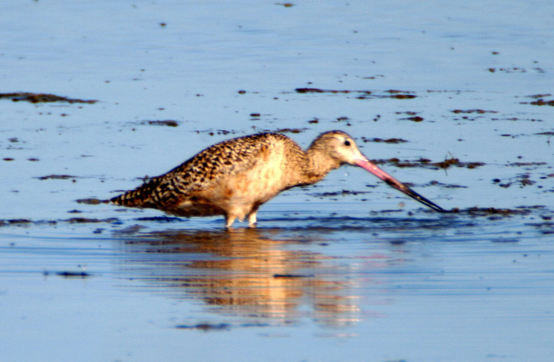 BIRD - GODWIT - MARBLED - ARANSAS (2).jpg