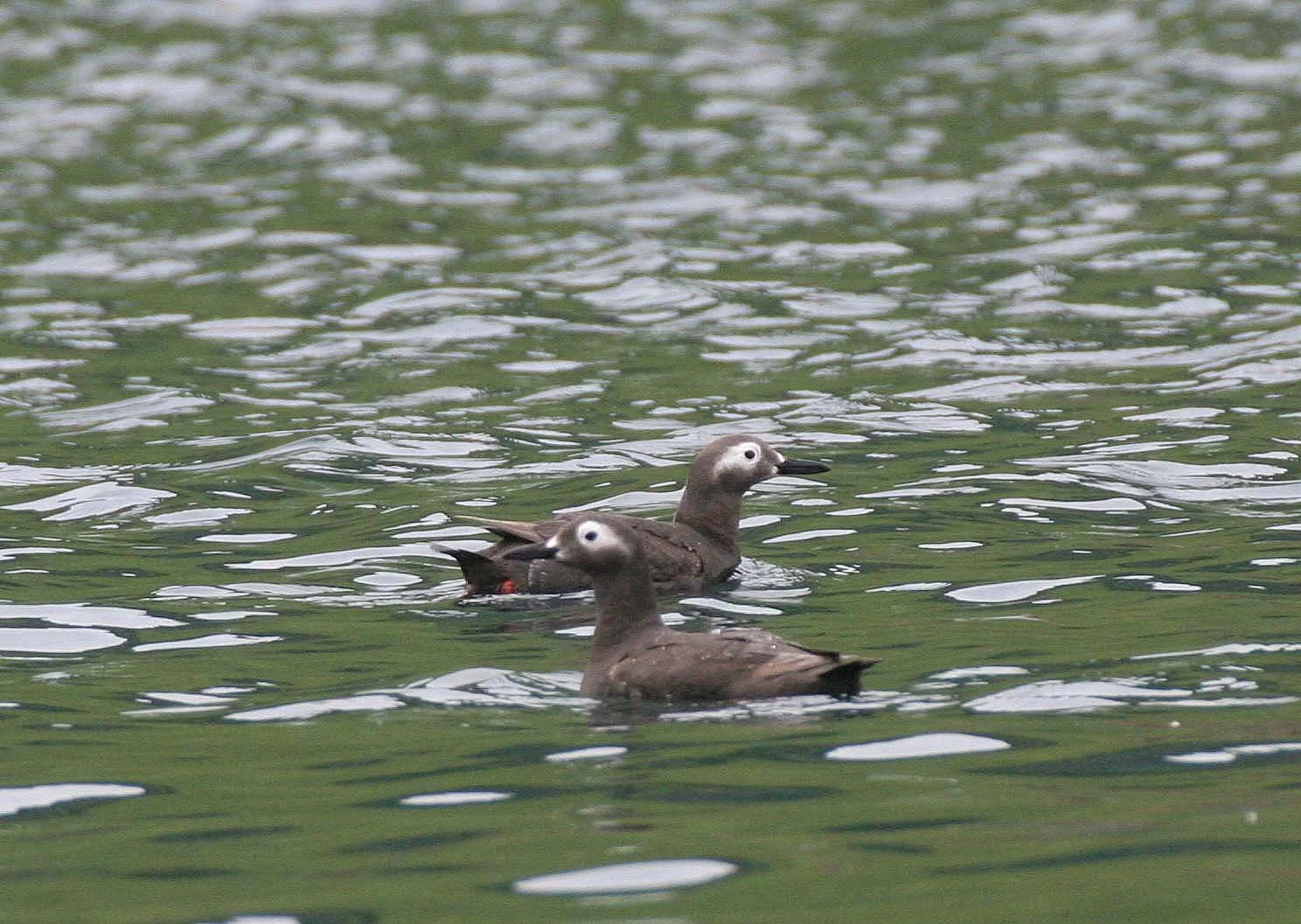 Cepphus carbo - SPECTACLED GUILLEMOT - MONERON ISLAND RUSSIA (38).jpg