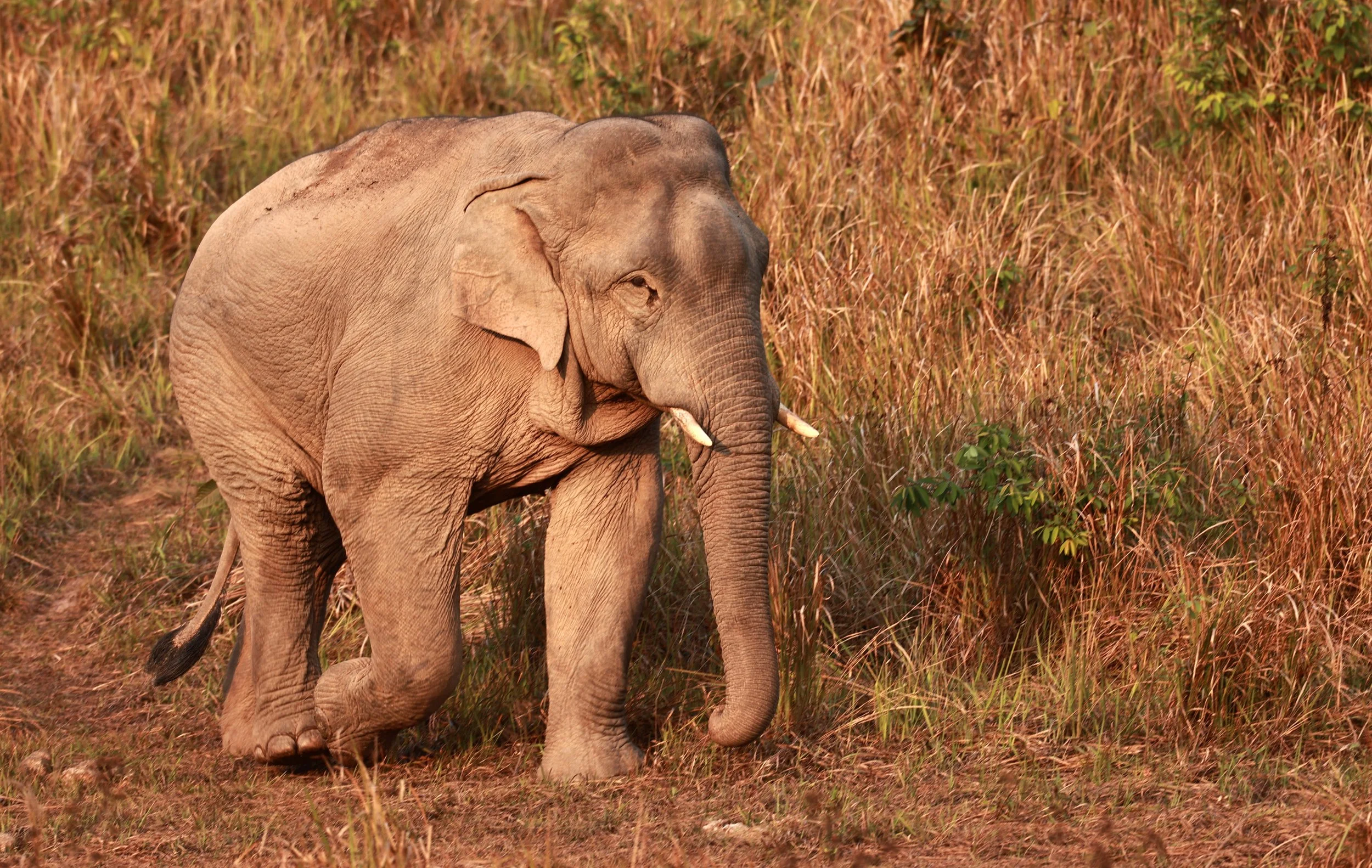 Asian Elephant (Elephas maximus) Khao Yai National Park, Thailand (61).jpg