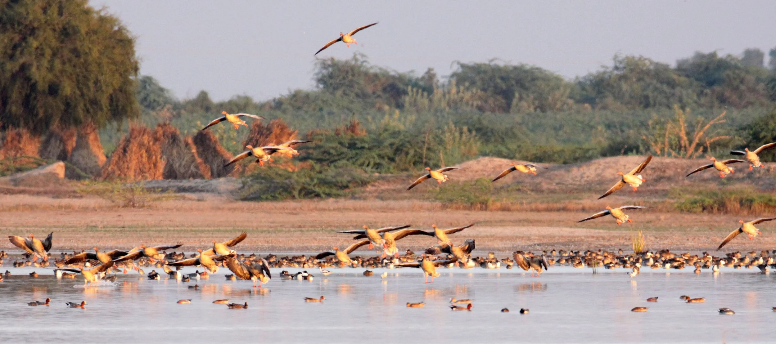 GOOSE - GREYLAG GOOSE - Anser anser - LITTLE RANN OF KUTCH GUJARAT INDIA (14).JPG
