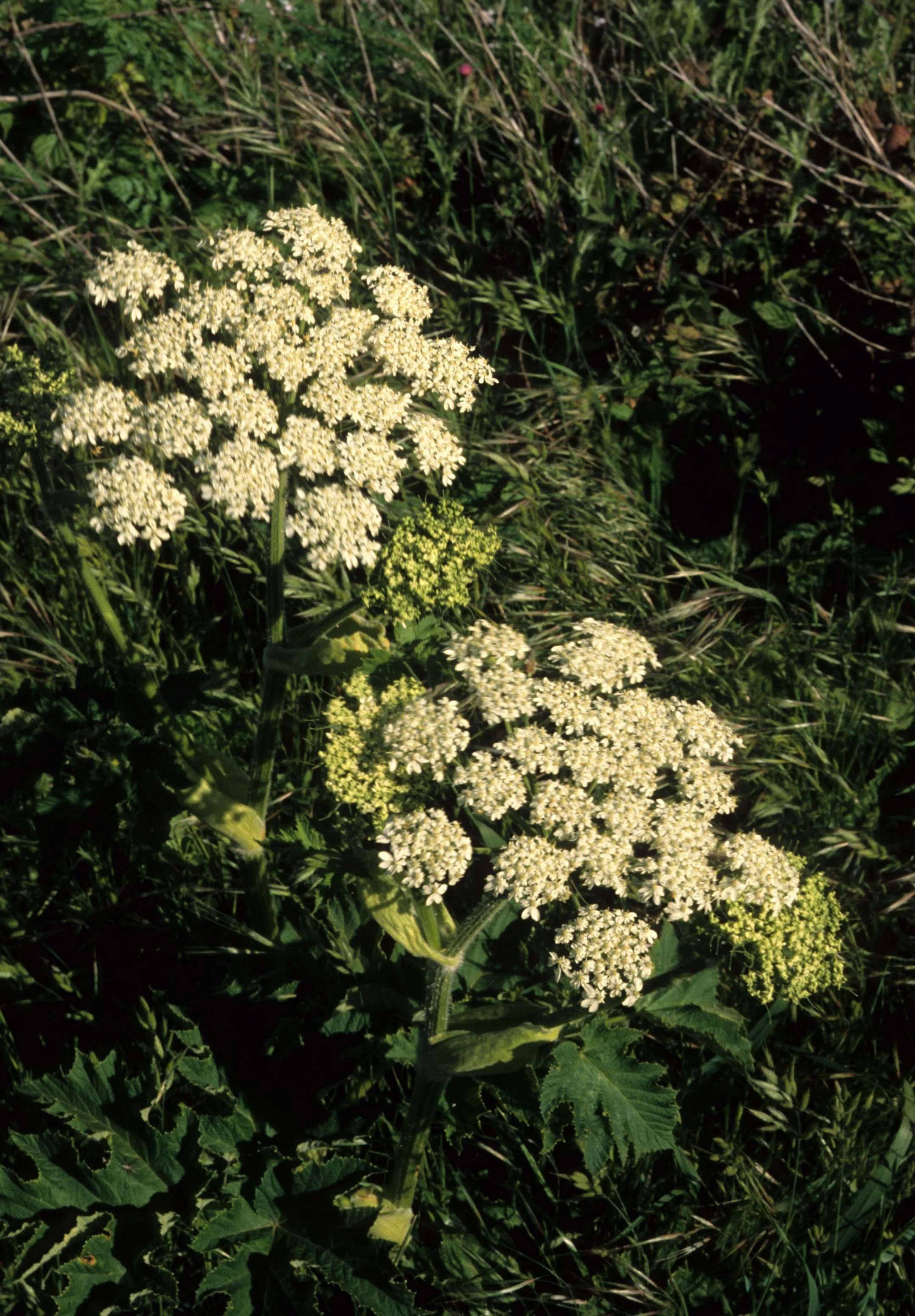CALIFORNIA - REDWOODS NP - UMBELLIFEREAE SPECIES (2).jpg