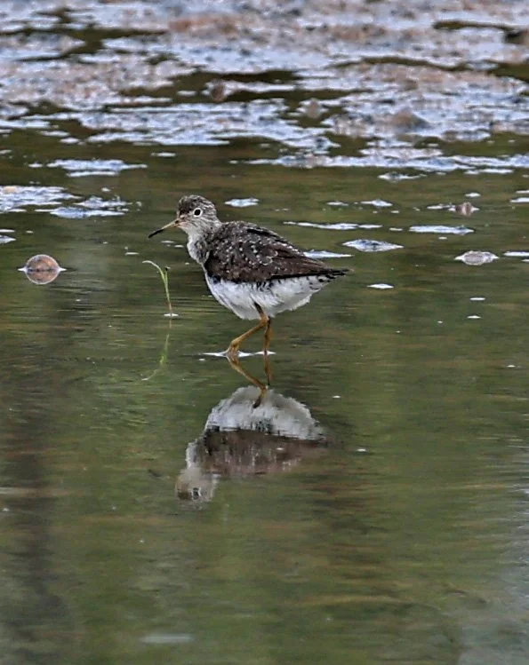 Lesser Yellowlegs (Tringa flavipes) Chaco Lodge & Laguna Salada Paraguay (2).jpg
