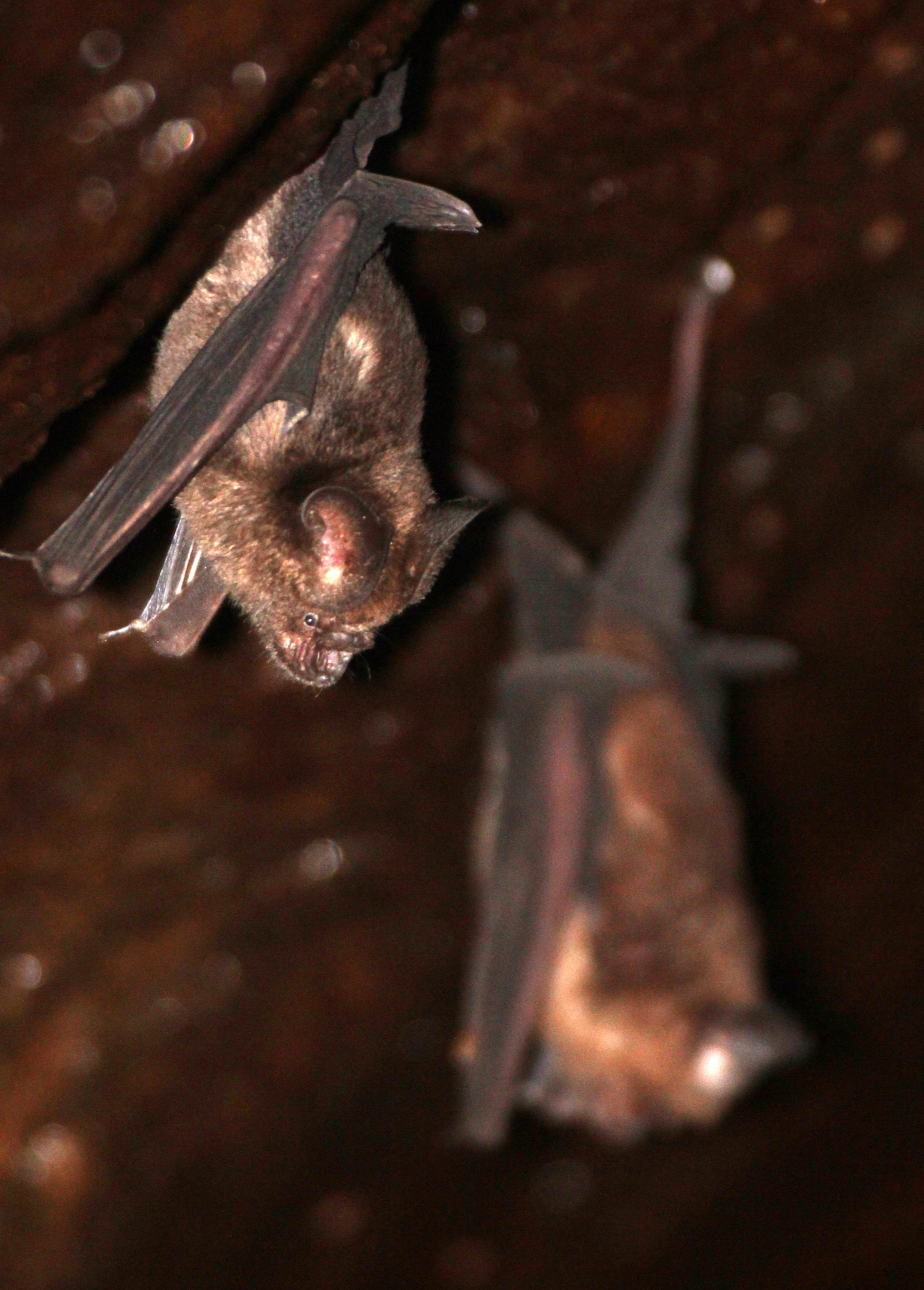 Hipposideros speoris - SCHNEIDER'S ROUNDLEAF BAT - IN ROCKS OF SIRIGIYA FORTRESS - SIGIRIYA FOREST AREA SRI LANKA (27).JPG