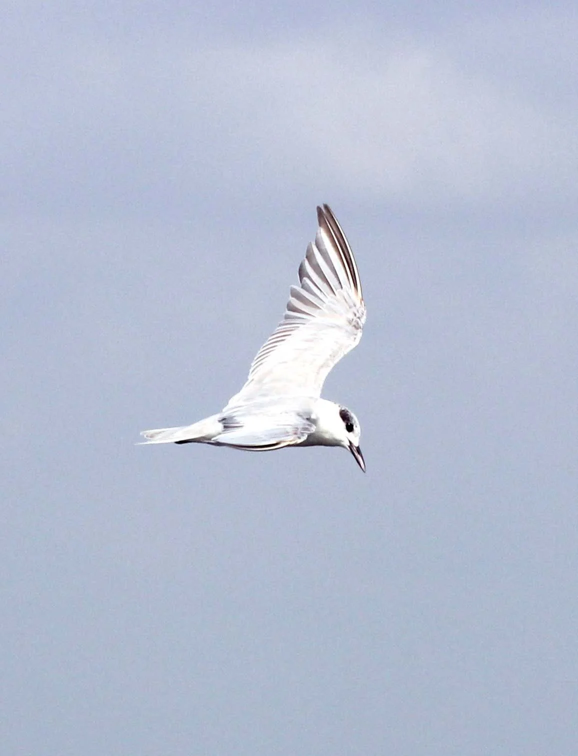 TERN - WHISKERED TERN - Chlidonias hybridus - THALE NOI WATERBIRD PARK - PHATTHALUNG 6 (2).JPG