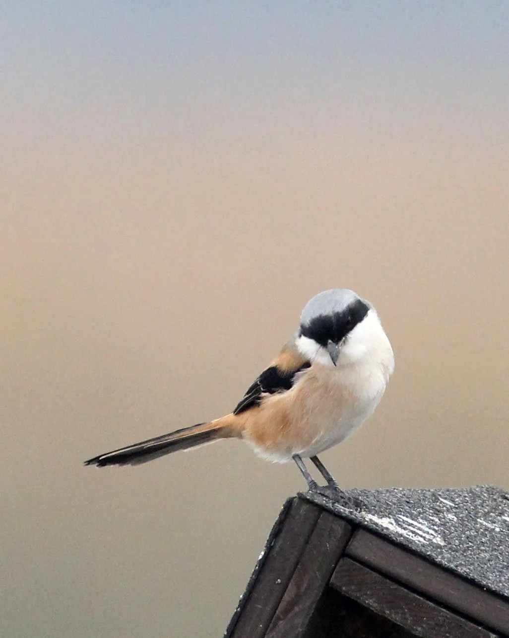 Long-tailed Shrike (Lanius schach) Chongming Island Dongtan Wetland Reserve China (10).JPG