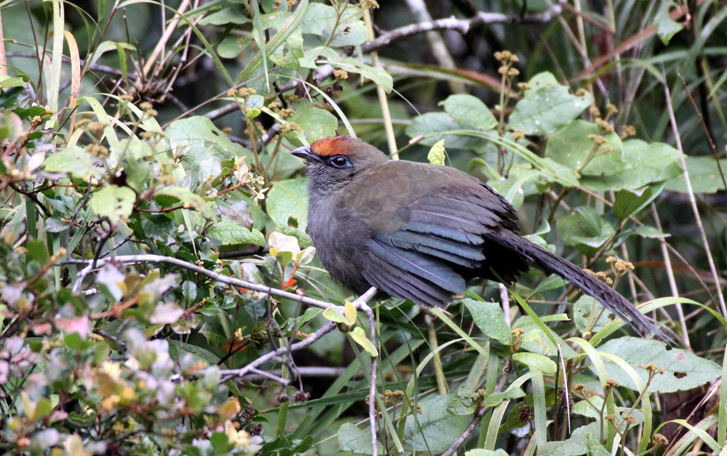 Red-fronted Coua (Coua reynaudii) Ranomafana NP Madagascar