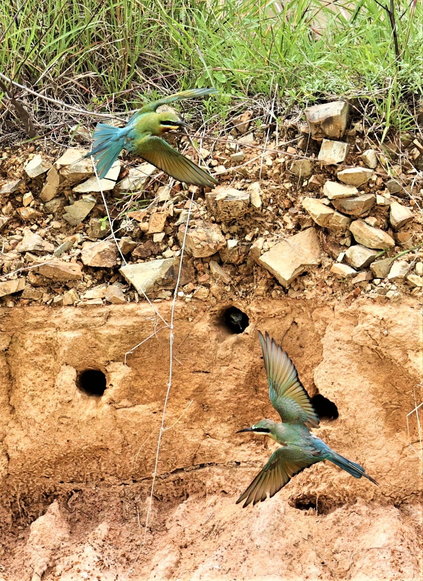 Blue-tailed Bee-eater (Merops philippinus) taking care of young in their cliffside nests.