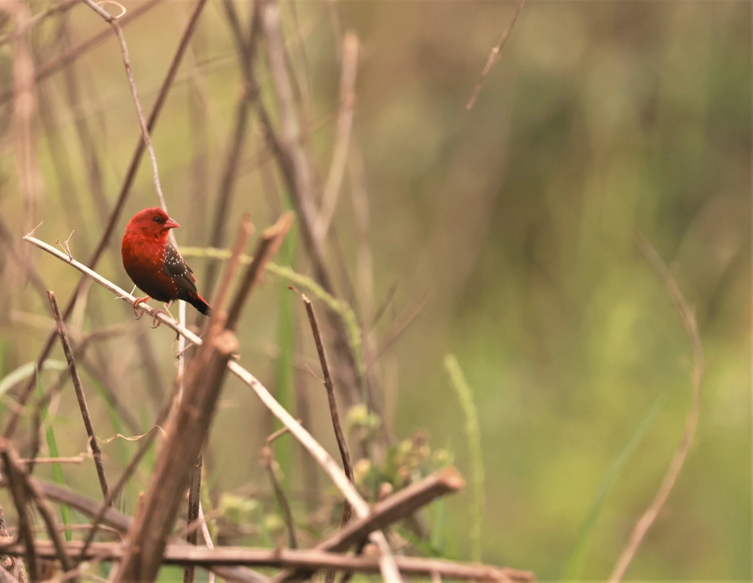 RED AVADAVAT - Amandava amandava - PATHUM THANI RICE RESEARCH CENTER 07 JAN 2023 (16).jpg