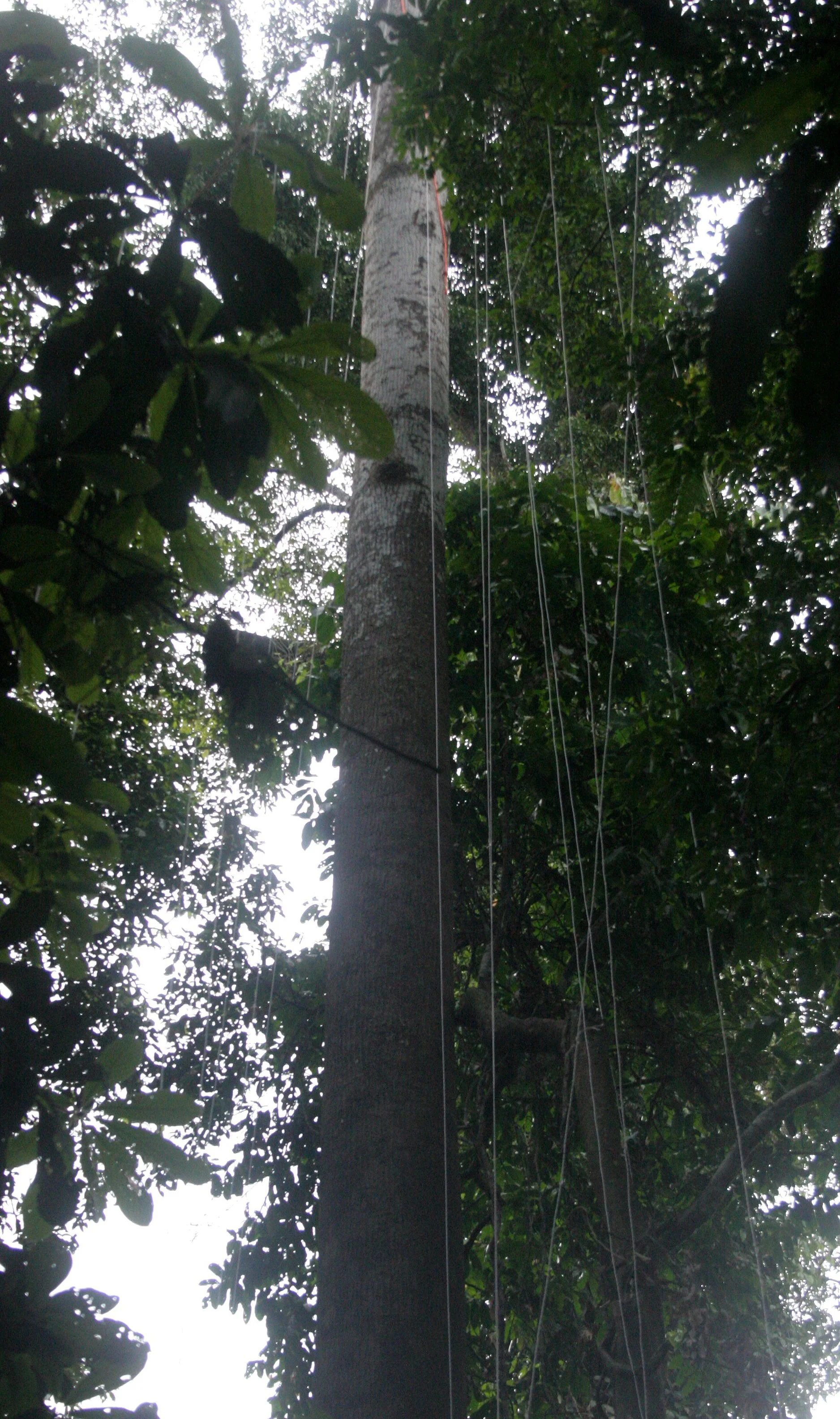 DANUM VALLEY BORNEO - TREE TO BE CLIMBED (2).JPG
