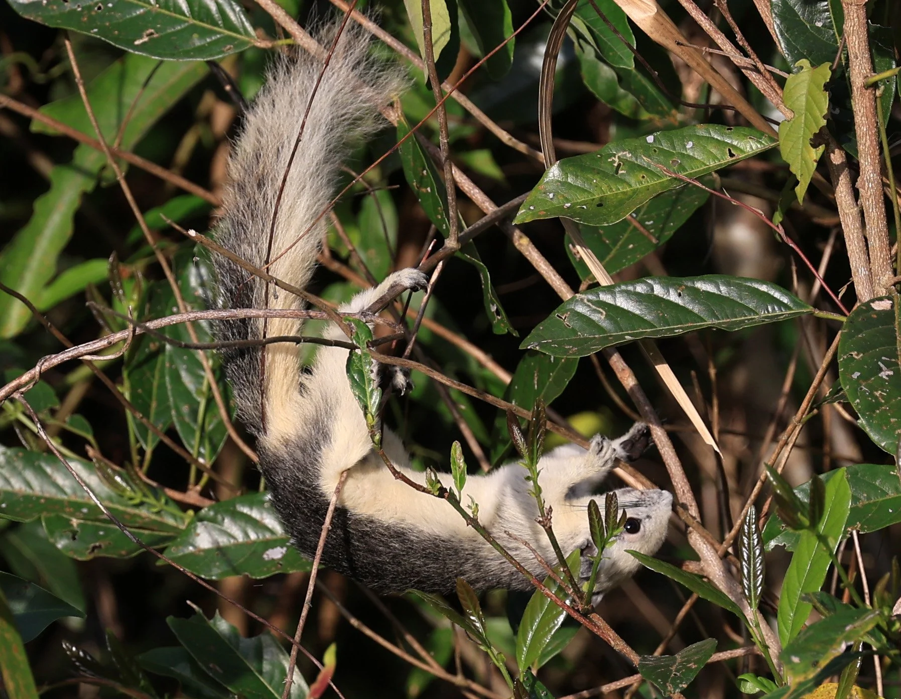 Finlayson's squirrel (Callosciurus finlaysonii bocourti) Khao Yai National Park (14).JPG