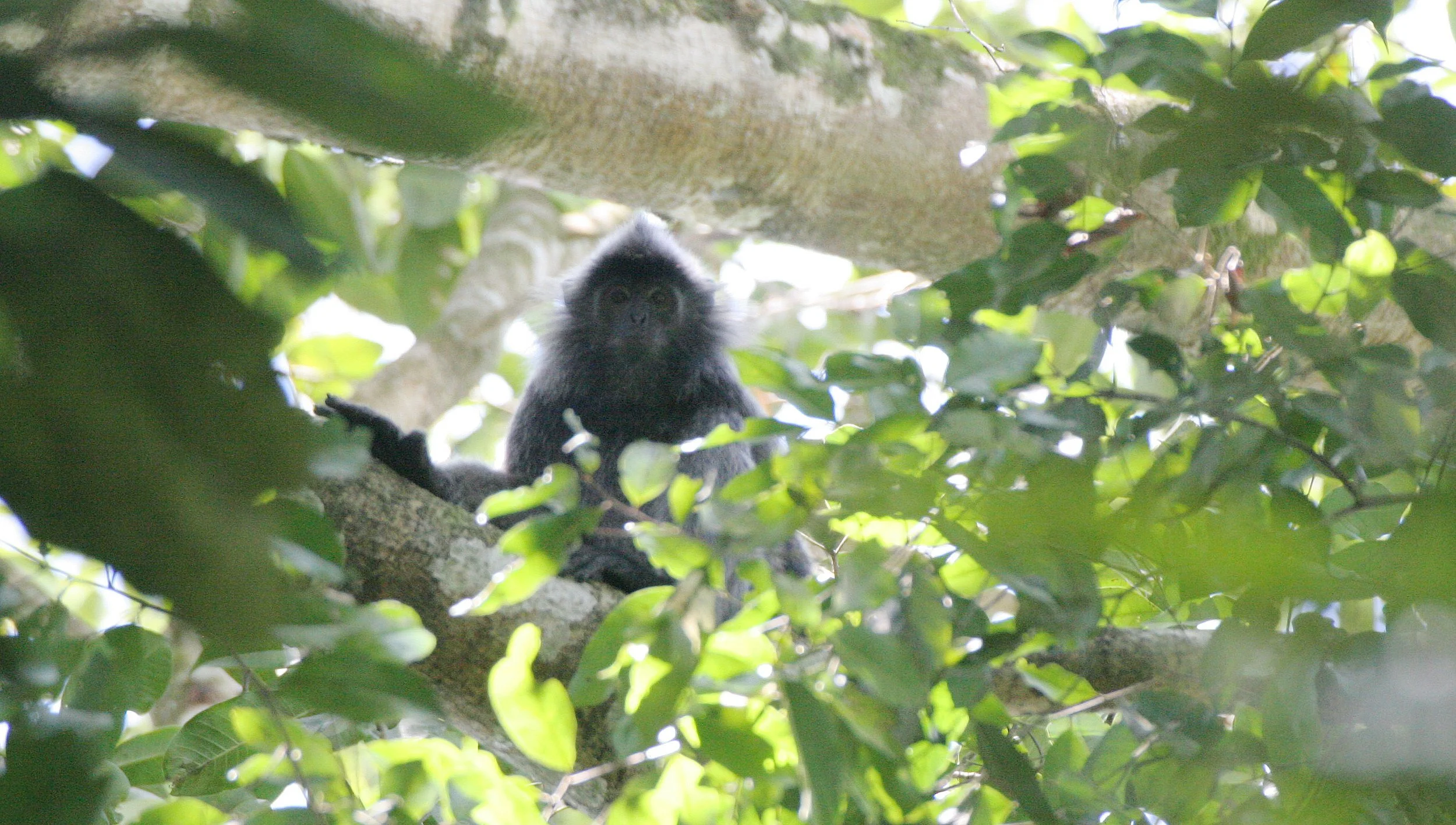 CERCOPITHECIDAE - Trachypithecus cristatus cristatus - SILVERED LANGUR - SABAH KINABATANGAN RIVER BORNEO (23).JPG