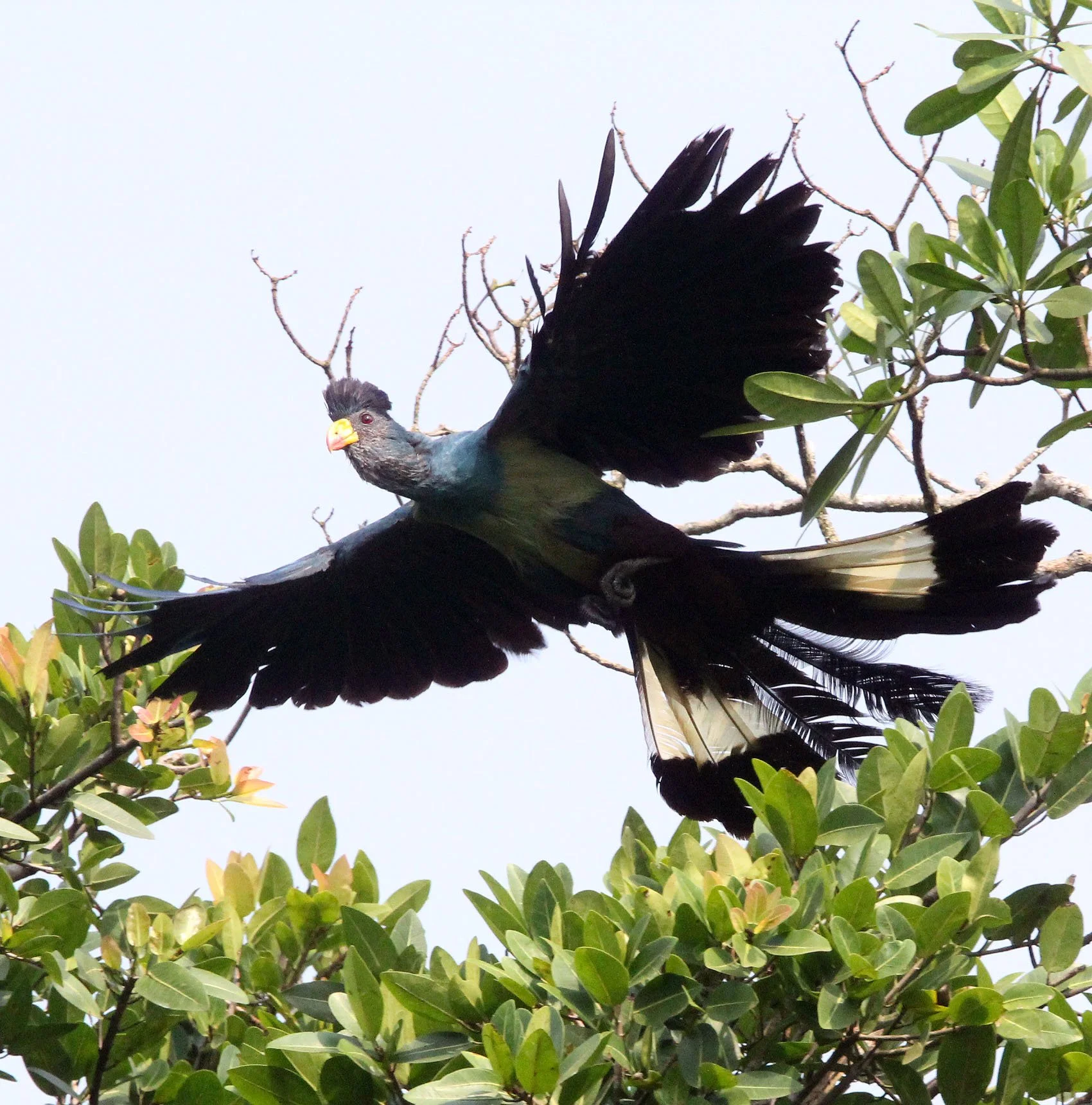 Great Blue Turaco (Corythaeola cristata) Kibale NP Uganda (5).JPG
