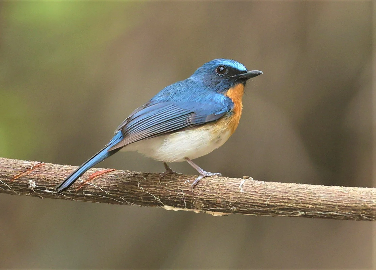 FLYCATCHER - INDOCHINESE BLUE-FLYCATCHER - Cyornis sumatrensis - SRI SATCHANALAI NP MANAO WATERHOLE MAY 1 2022 (57).jpg