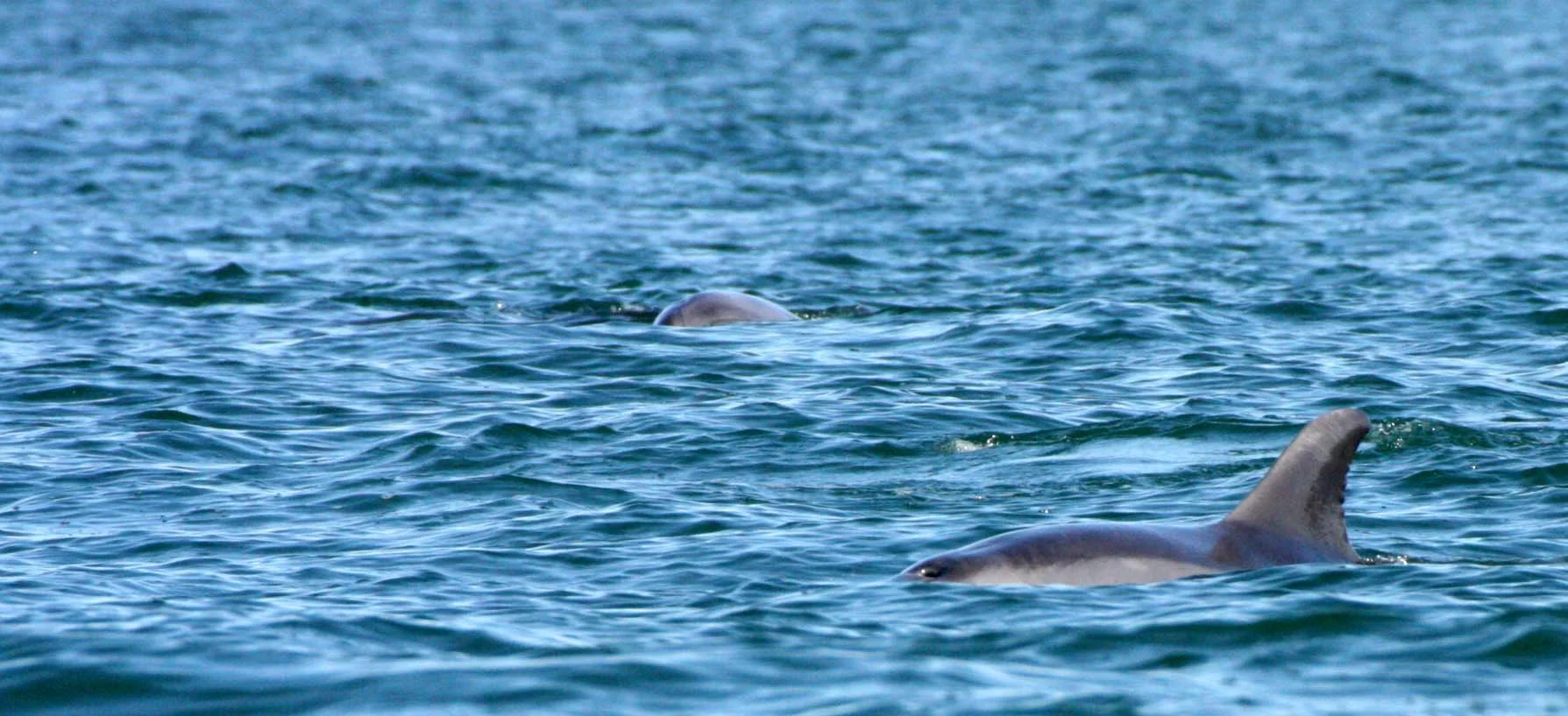 CETACEAN - DOLPHIN - BOTTLENOSE DOLPHIN - SAN IGNACIO LAGOON BAJA MEXICO.JPG
